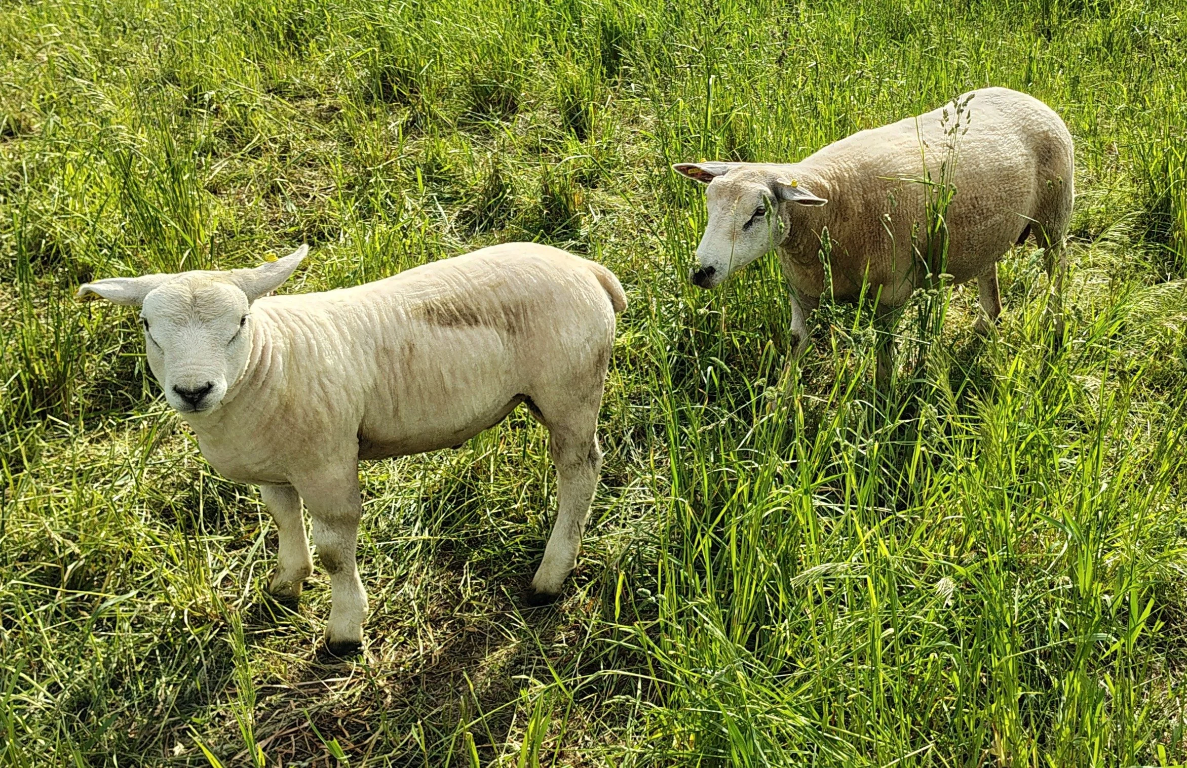 Texel Ram lamb with Dam