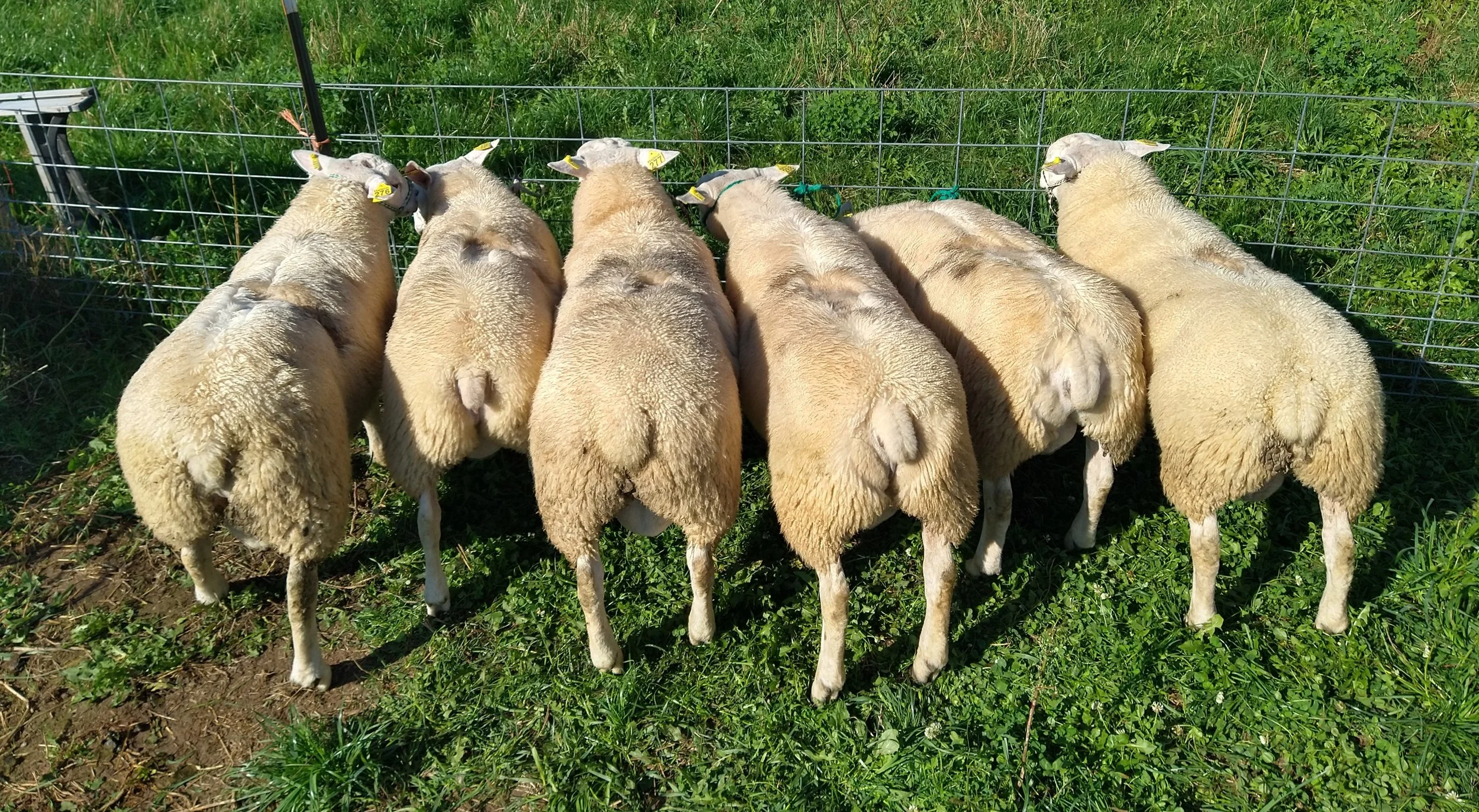 Texel Sheep — Halbur's Heavenly Hill