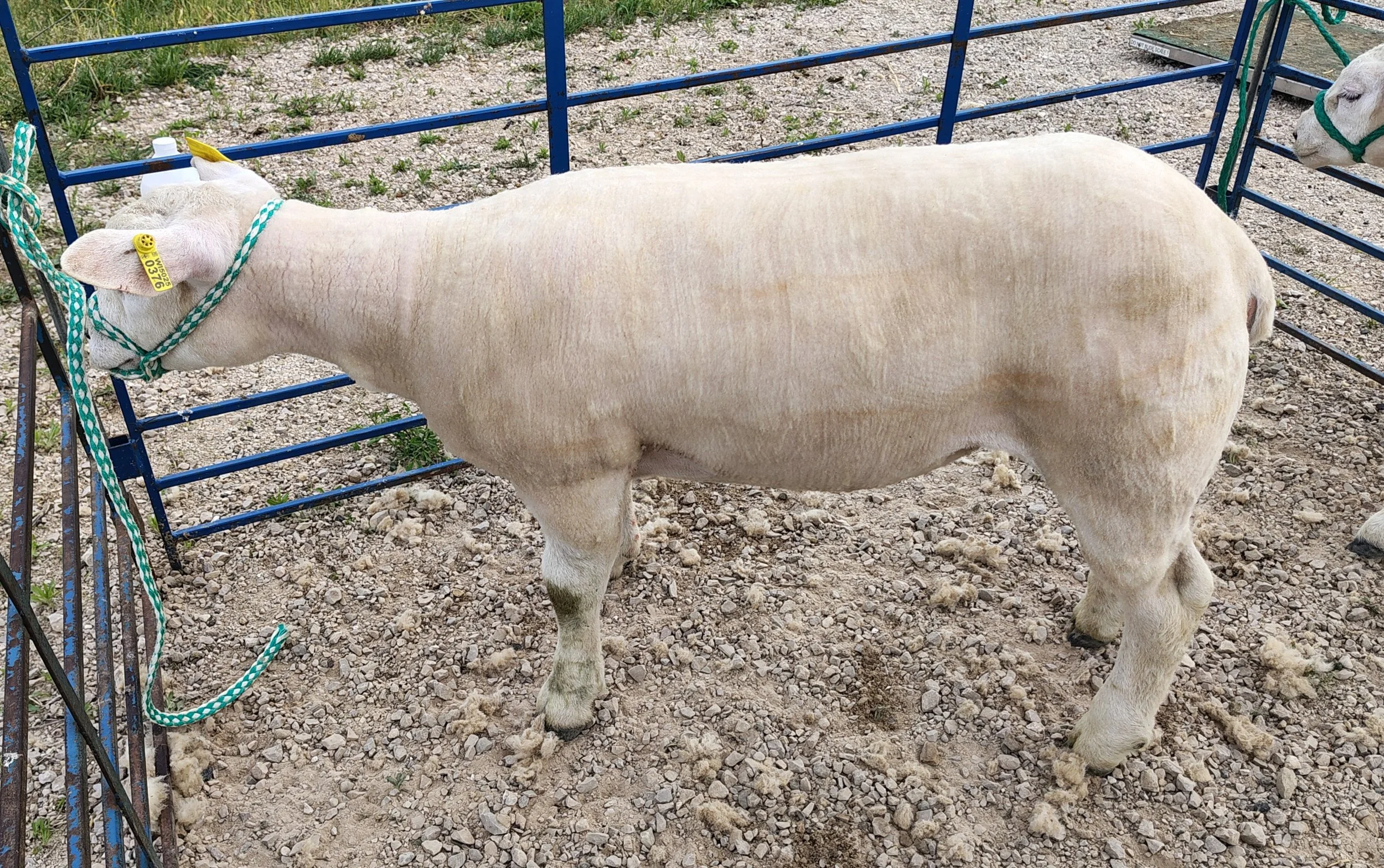 3 month old Texel Ram Lamb