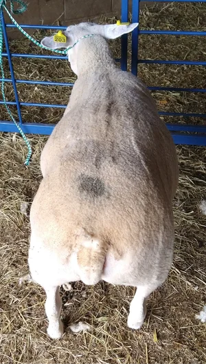 Texel Sheep — Halbur's Heavenly Hill
