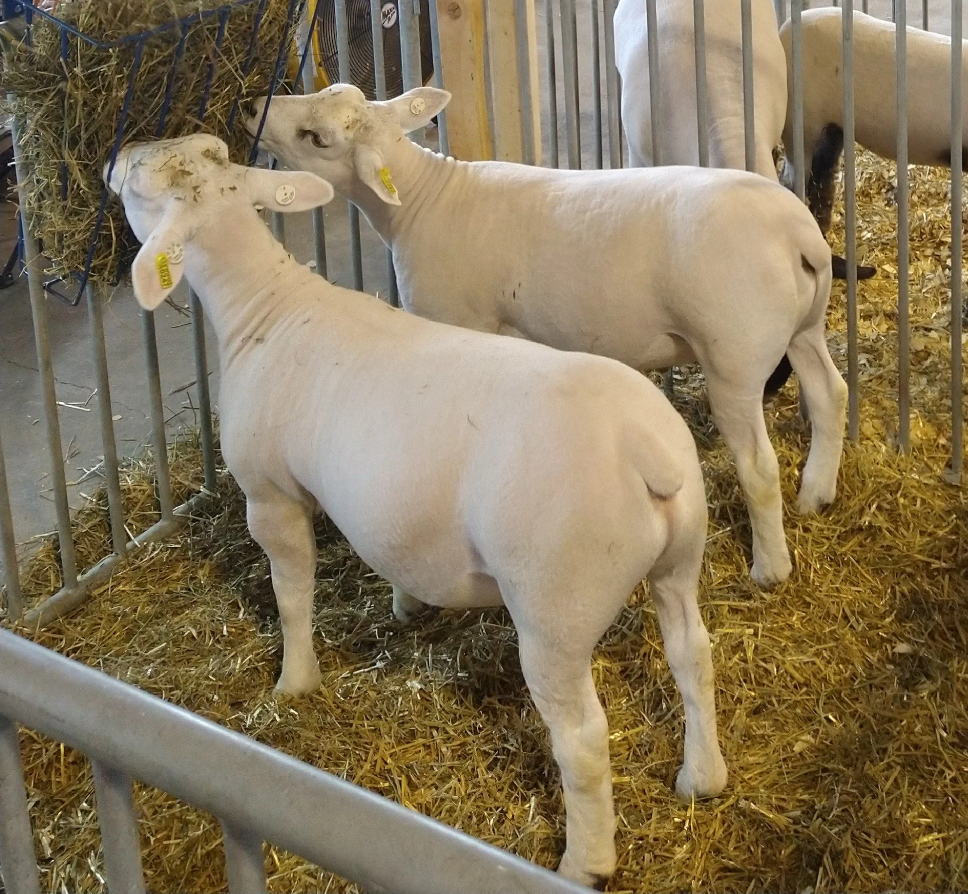 Texel Sheep — Halbur's Heavenly Hill