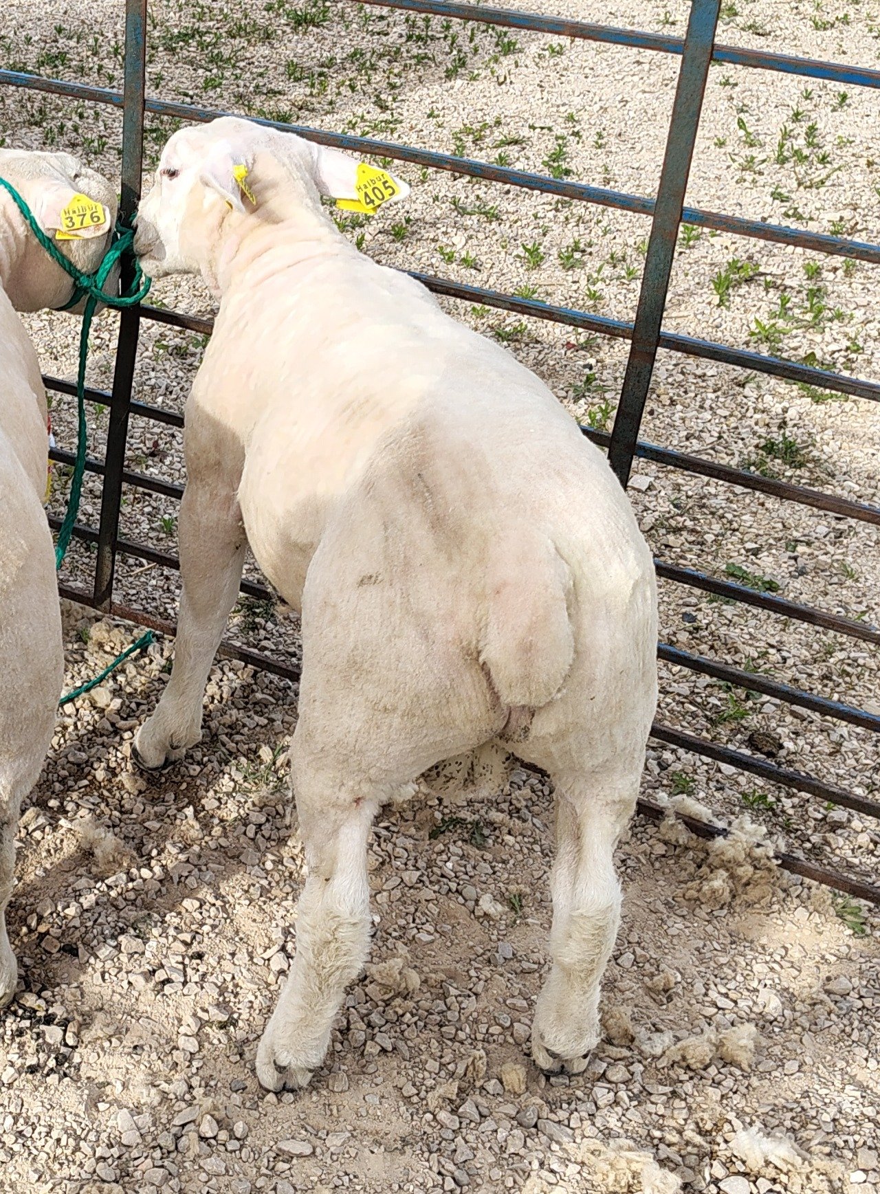 Texel Ram Lamb