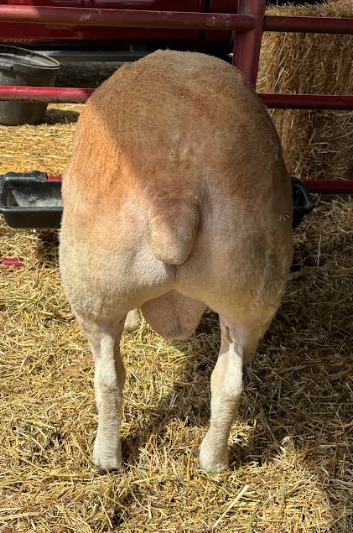 Texel Ram Yearling