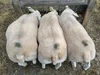 Texel Sheep — Halbur's Heavenly Hill