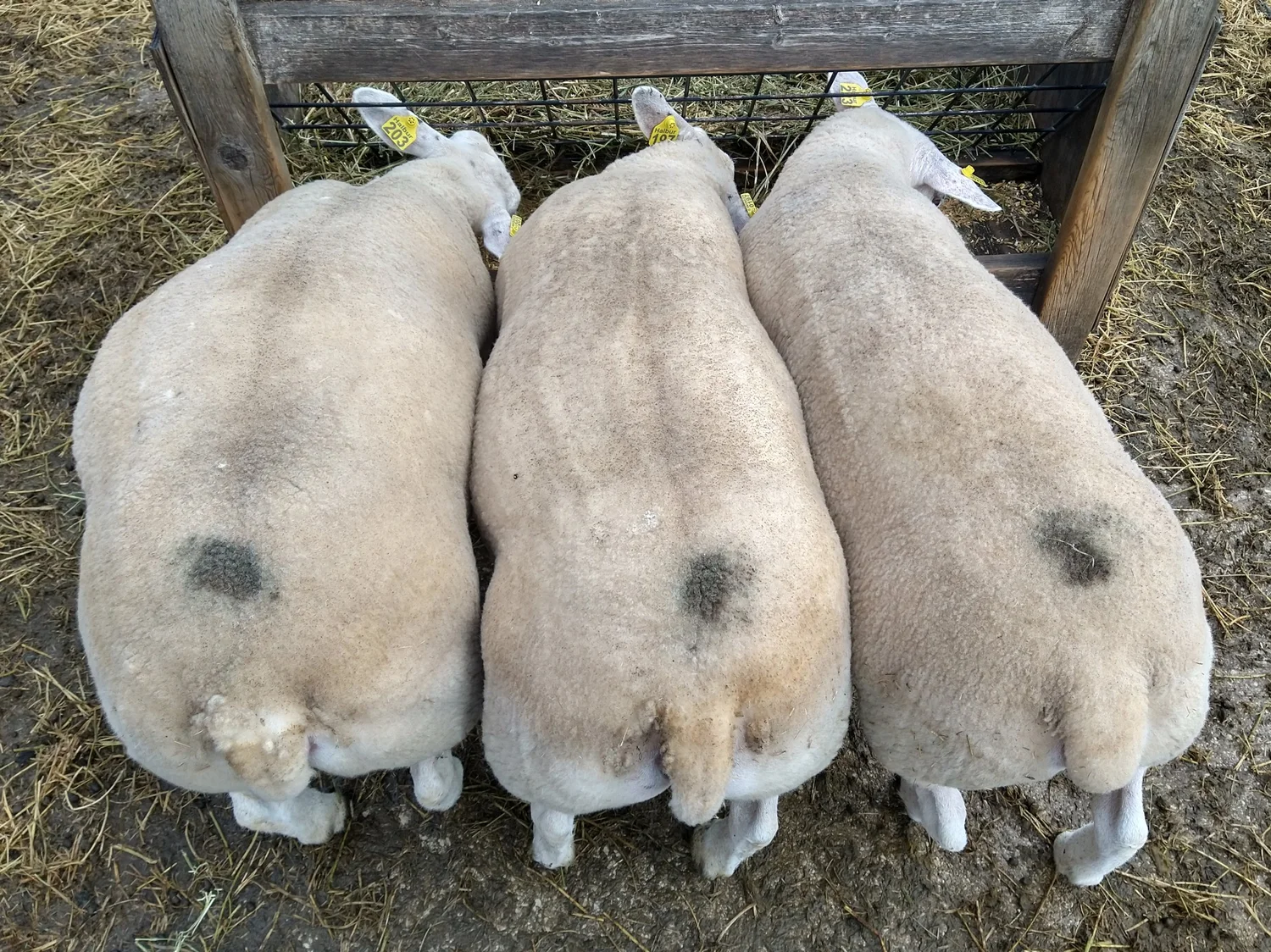 Texel Sheep — Halbur's Heavenly Hill