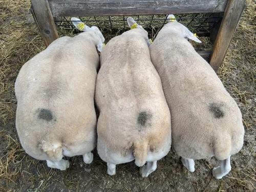 Texel Sheep — Halbur's Heavenly Hill