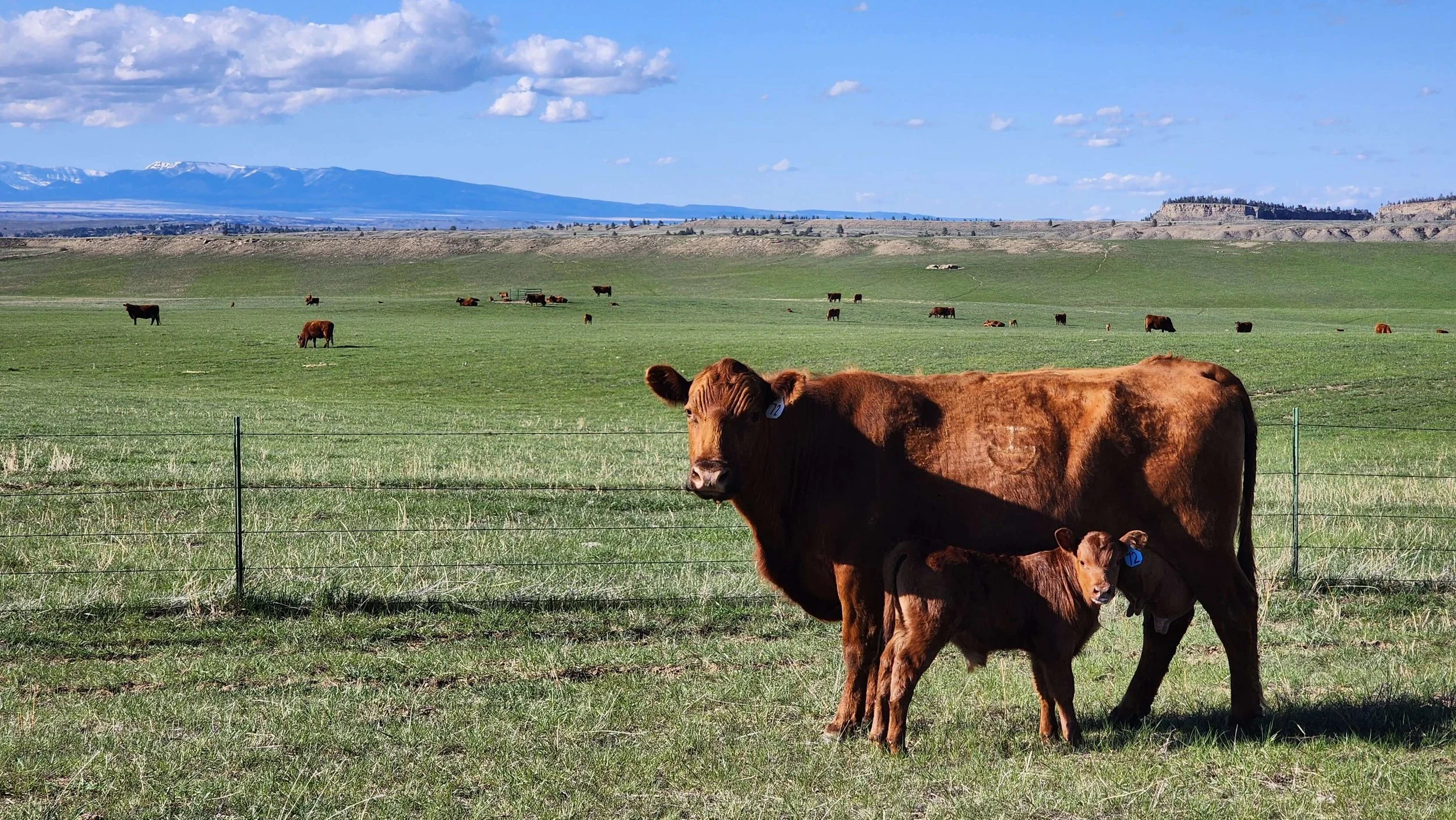 What Is Custom Beef?