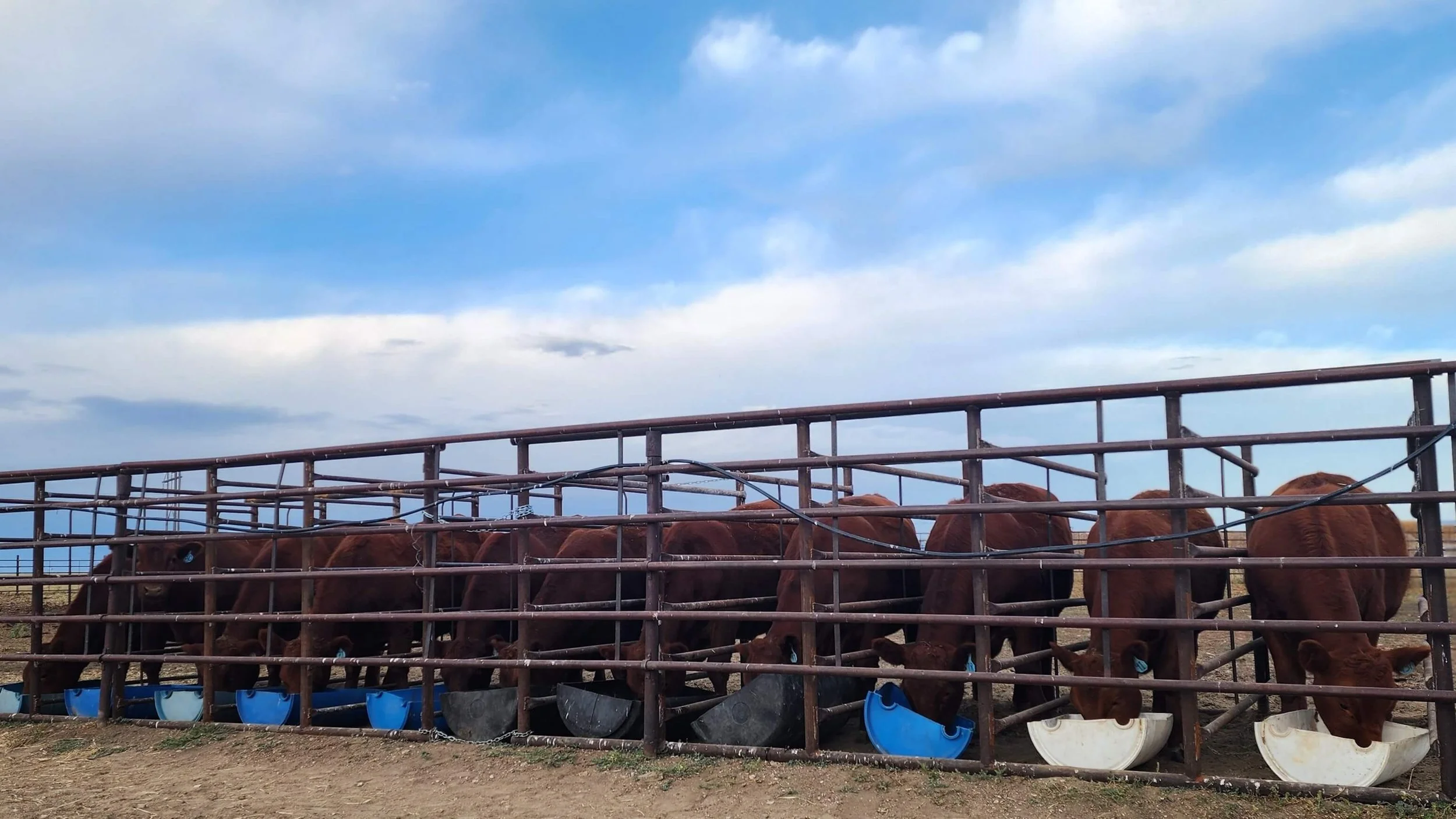 How Long Does It Take To Receive A Custom Beef?