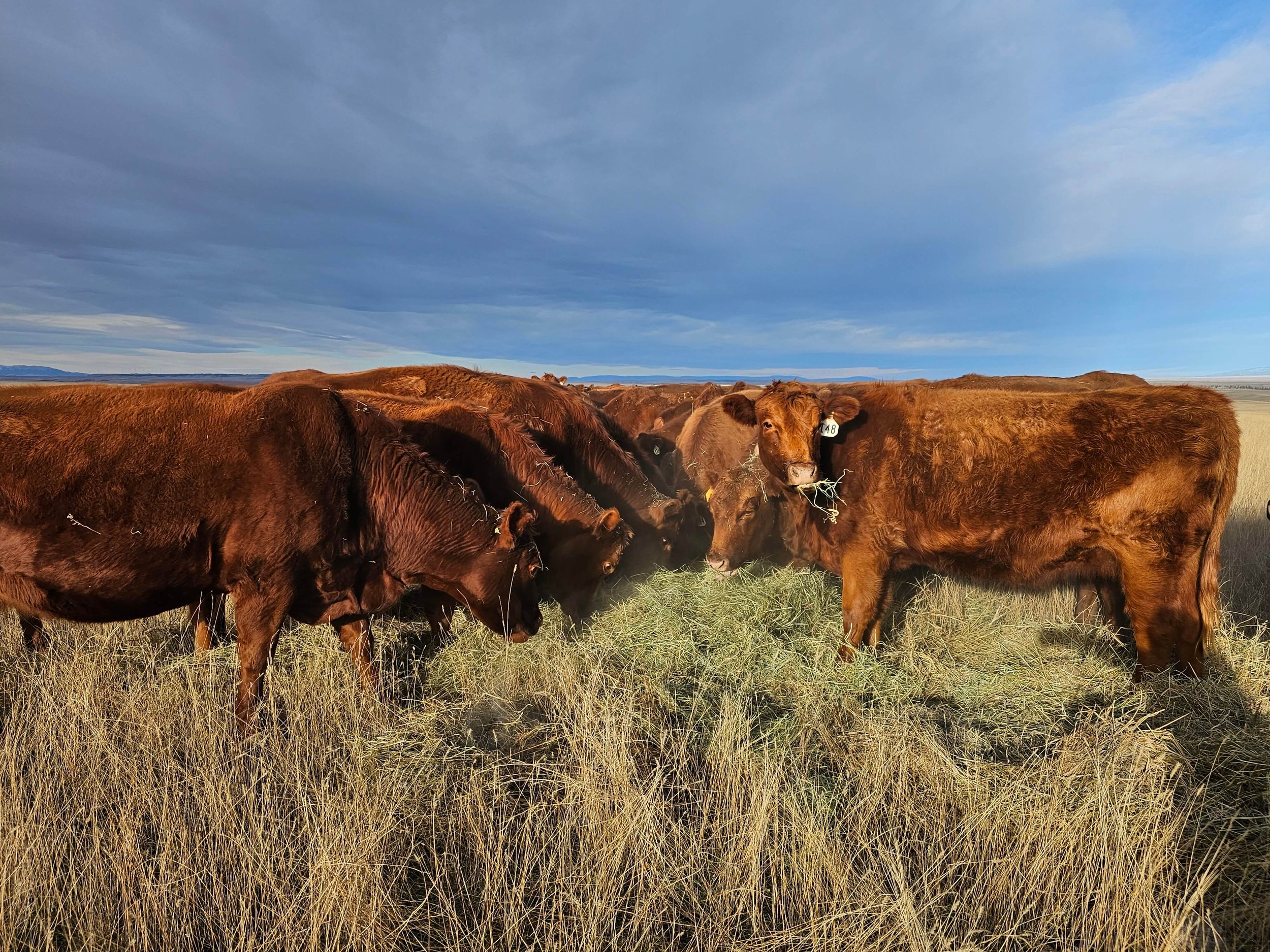 Is My Beef Grass-Fed?