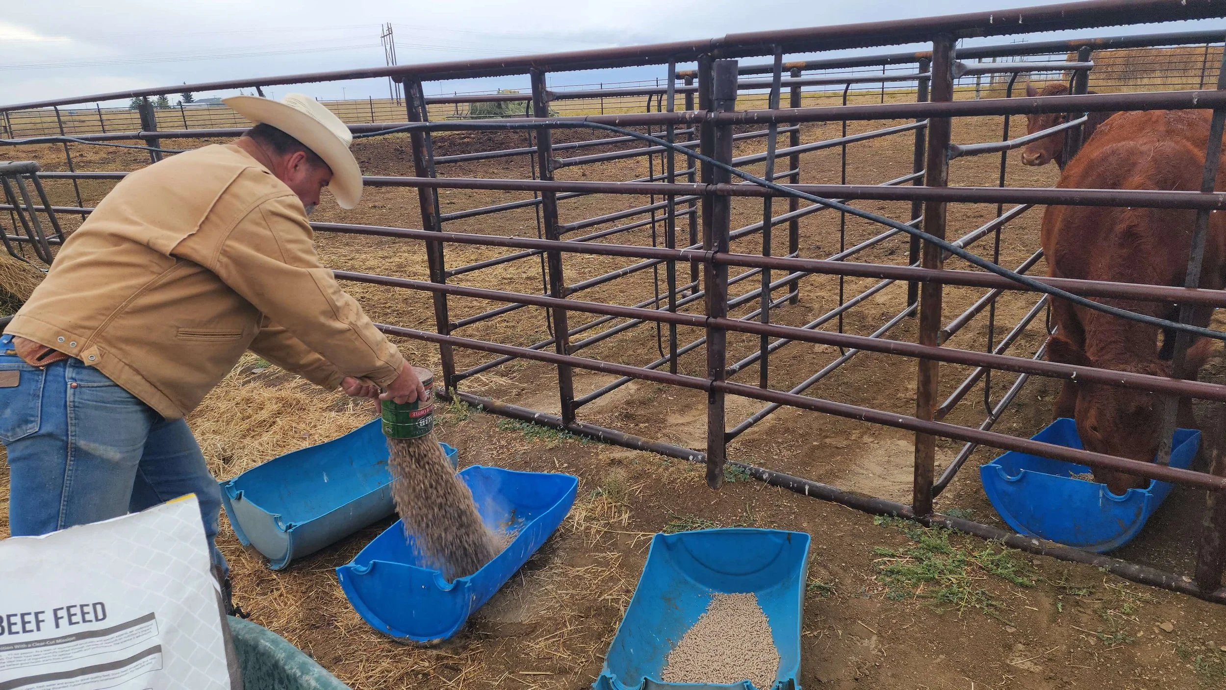 Finish Feeds for Beef: Practices, Nutrition, and Impact