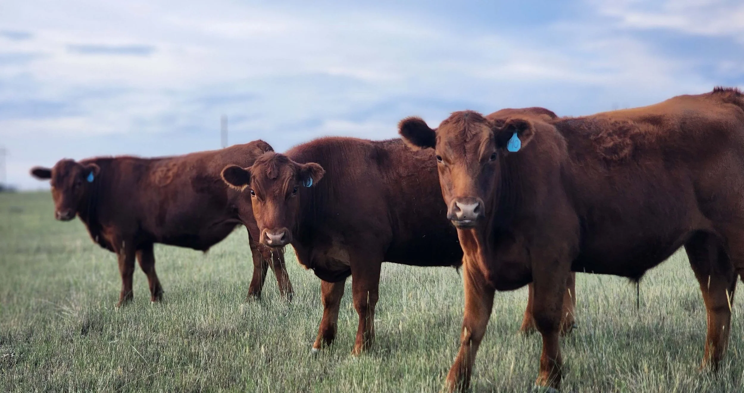 How to Choose Between Grass-Finished and Grain-Finished Beef