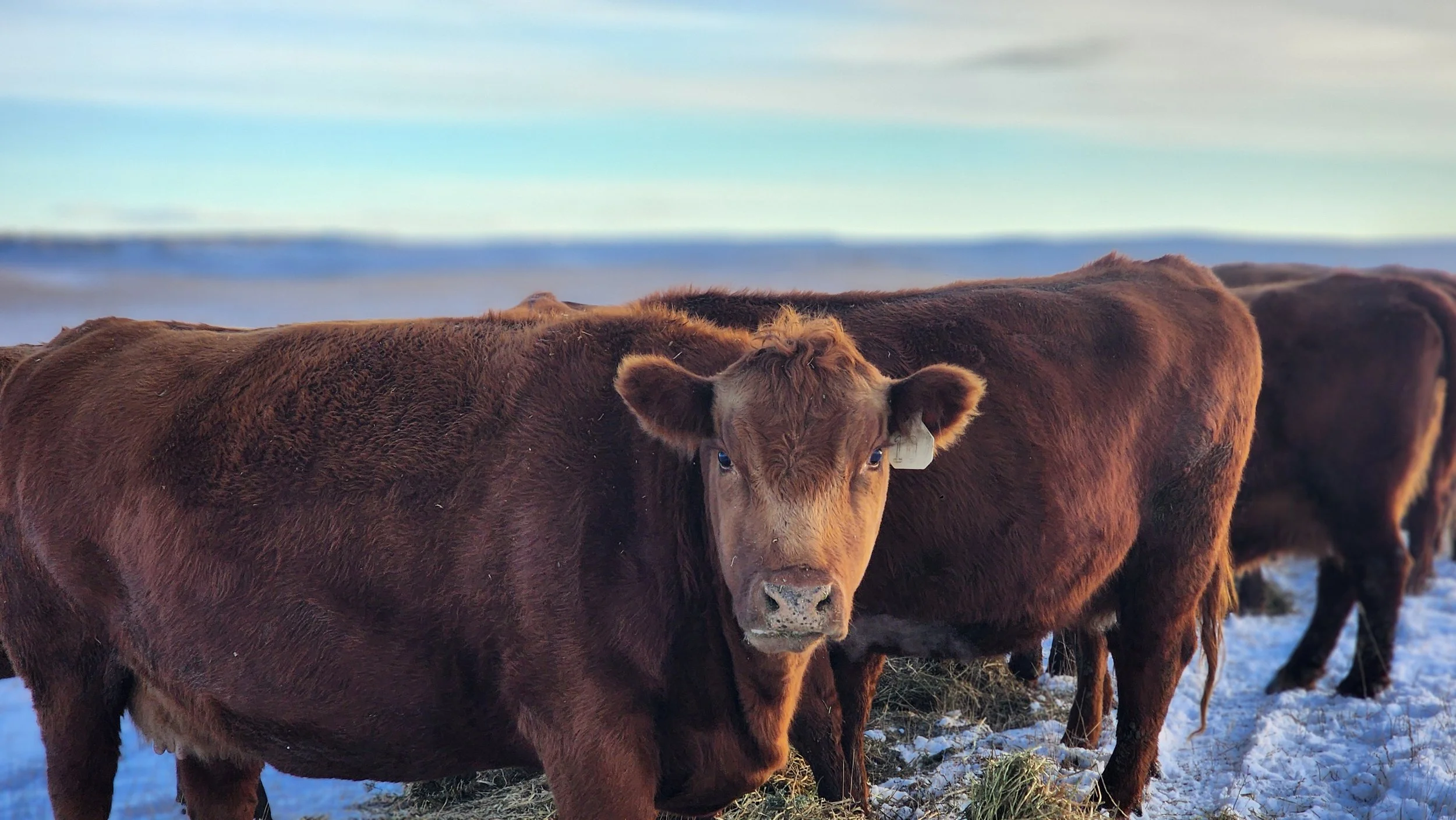 Influential Cattle Breeds in Beef Production