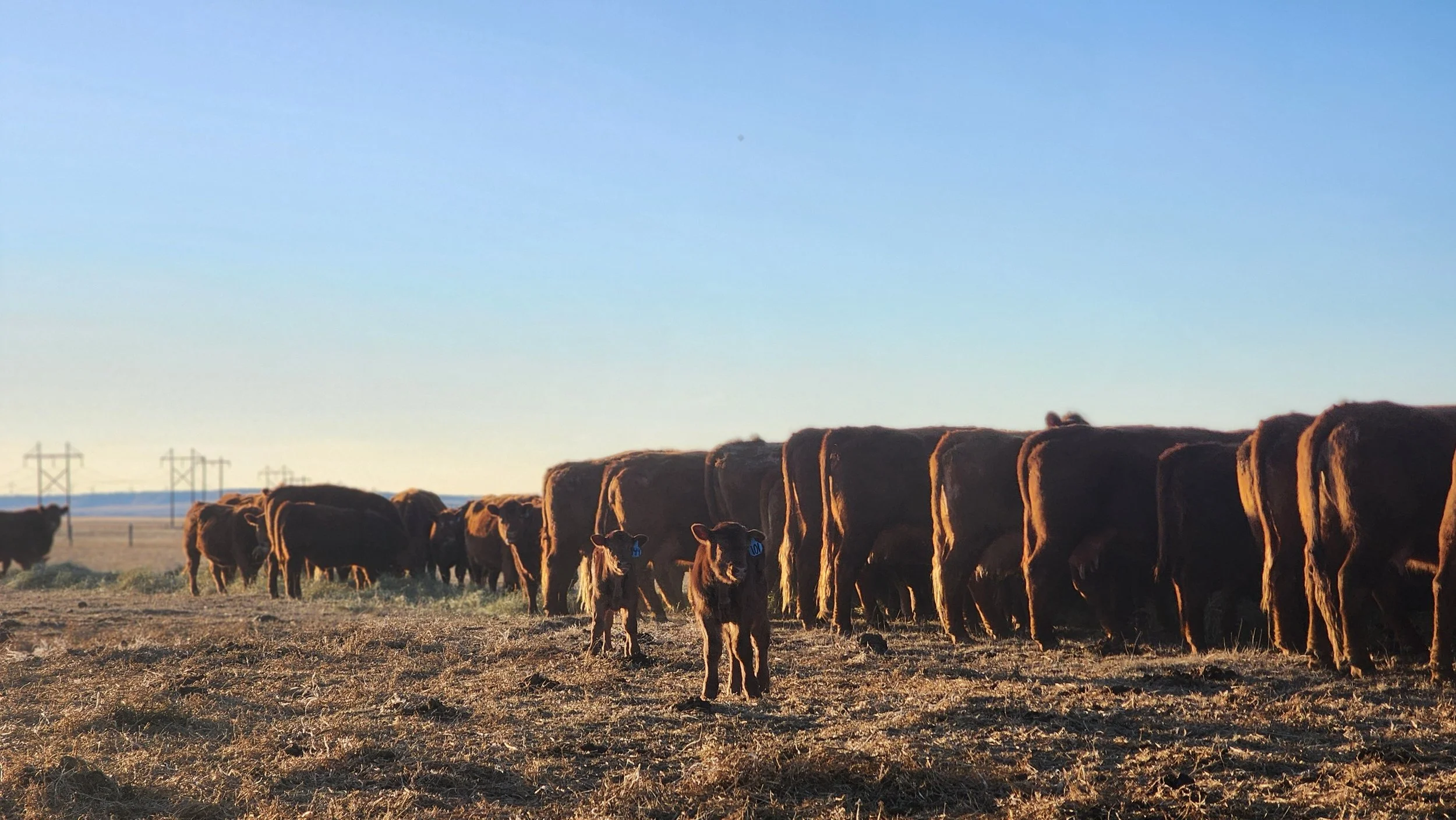 The Whole Beef Production Process