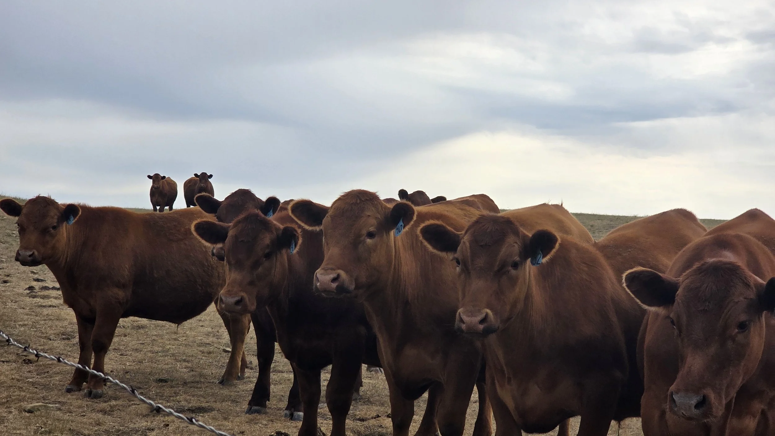 Where Do I Buy Custom Beef?