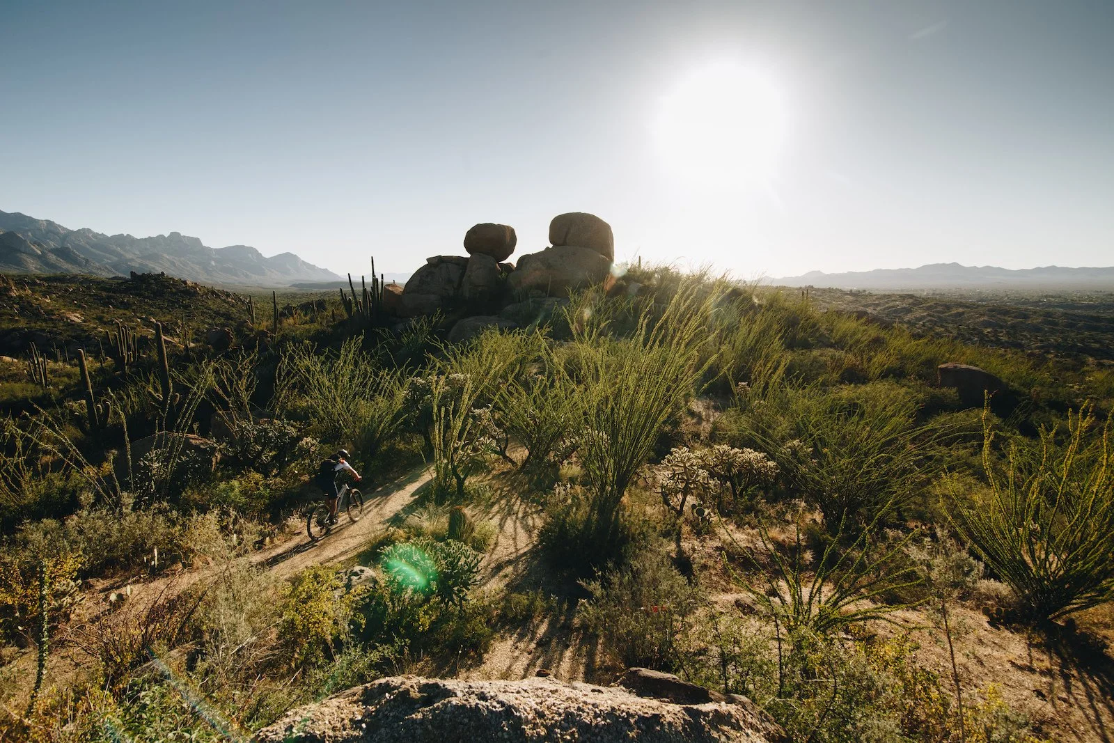 A person mountain biking on a dirt trail in a desert landscape with cacti, bushes, and large rocks, under a bright sun.