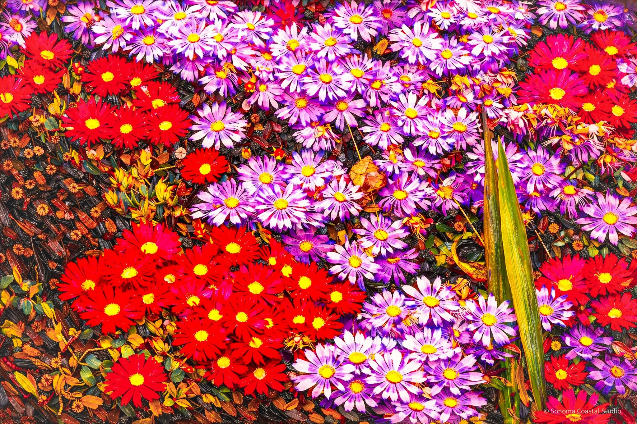 Crimson & Violet Bloom