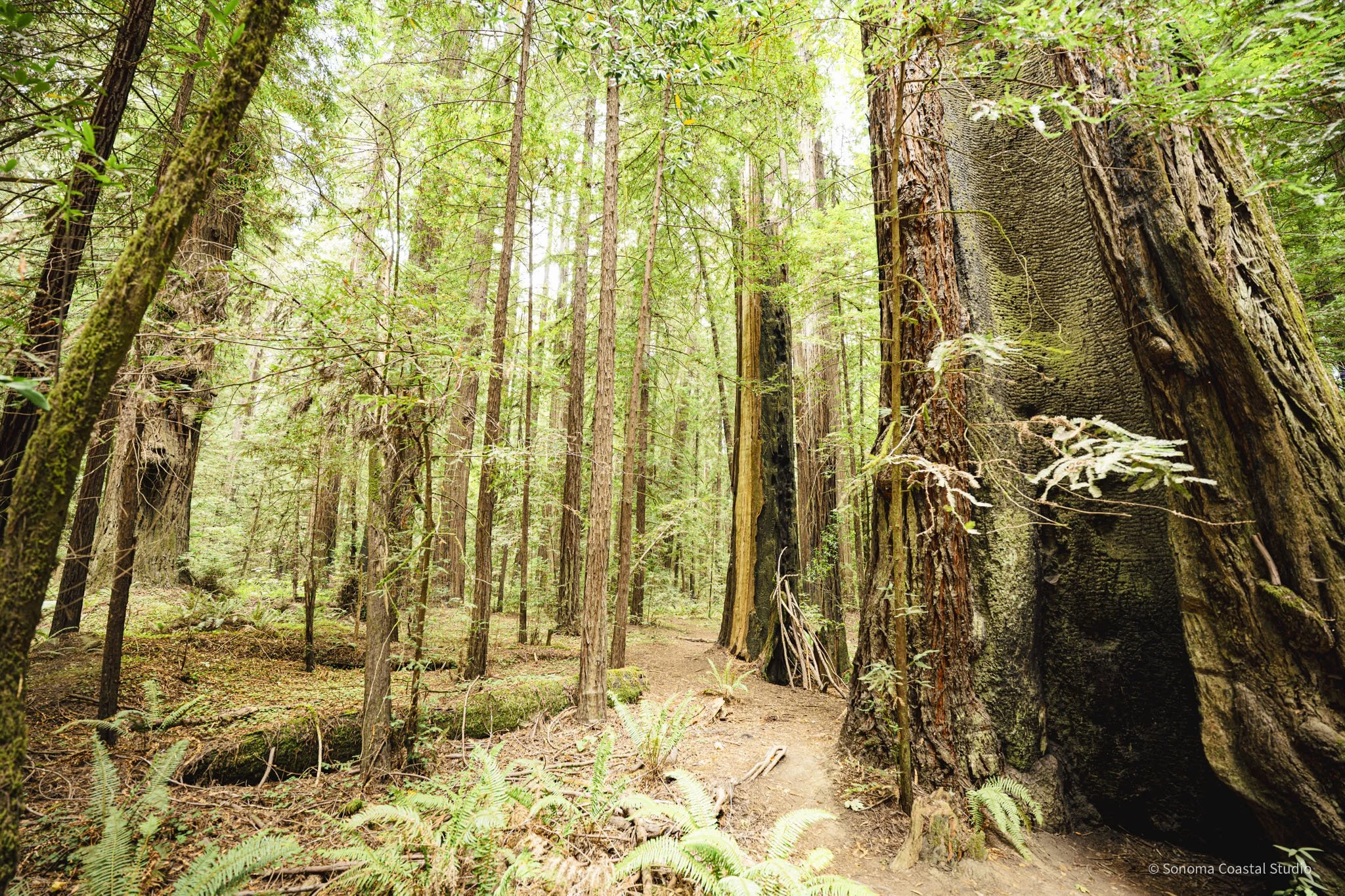 Redwood Sanctuary