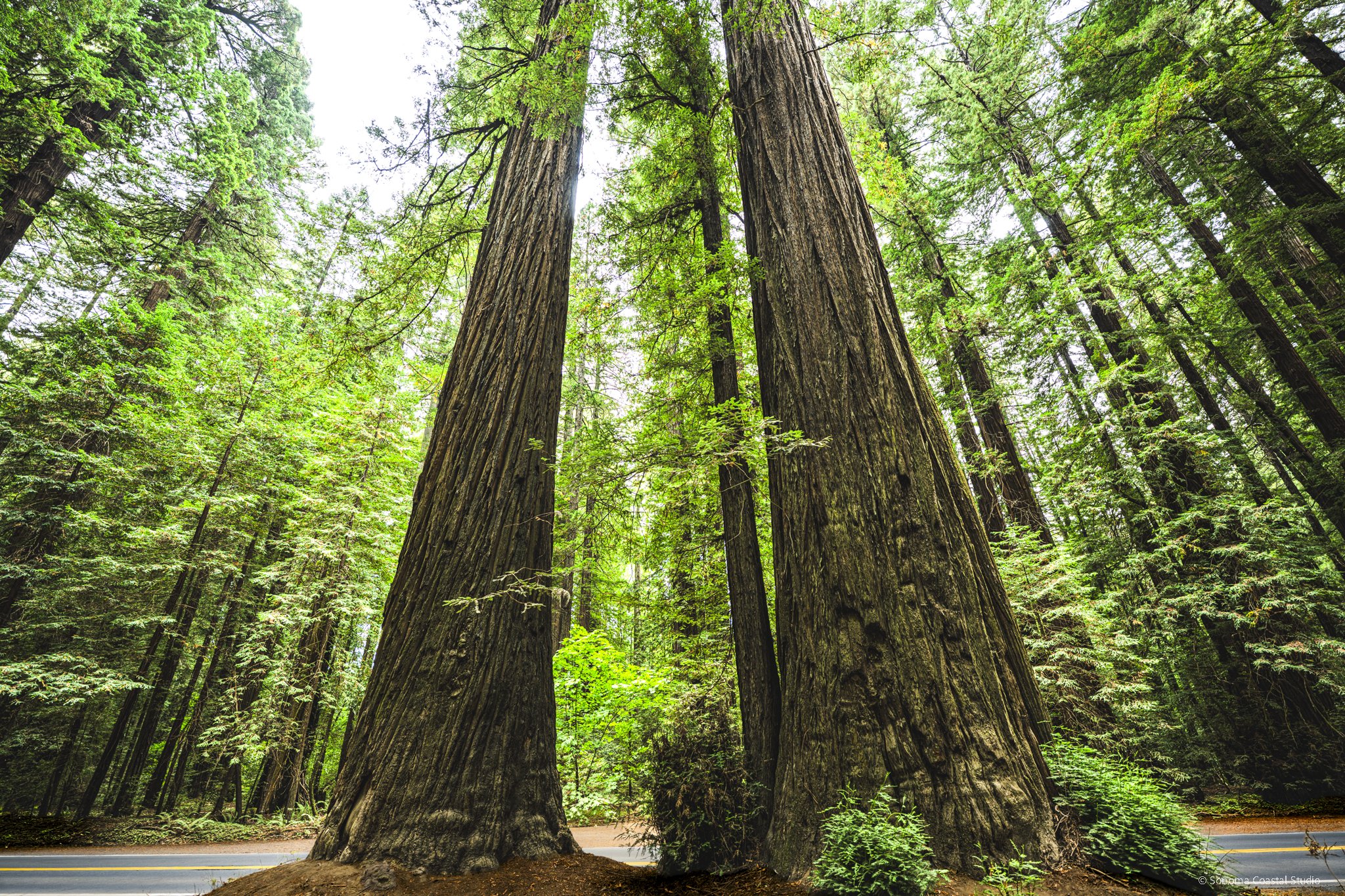 Guardians of the Grove