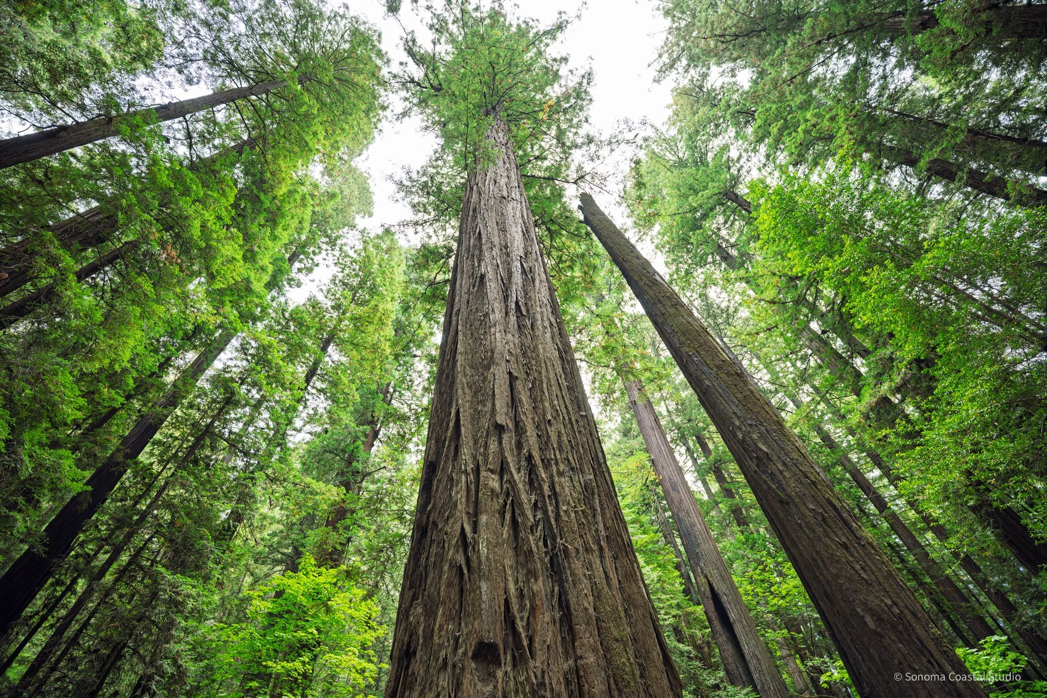 Giants Above