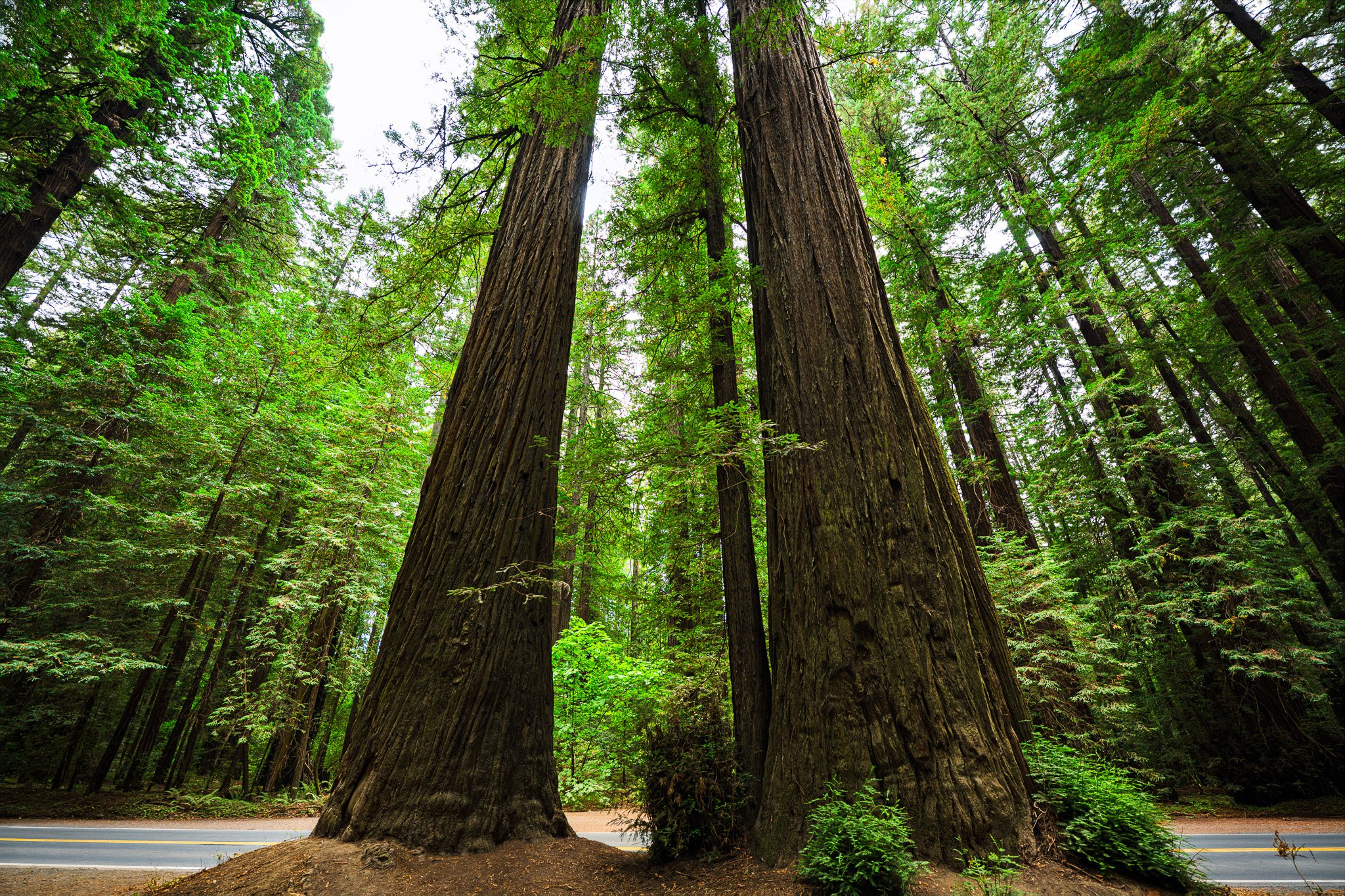 Guardians of the Grove