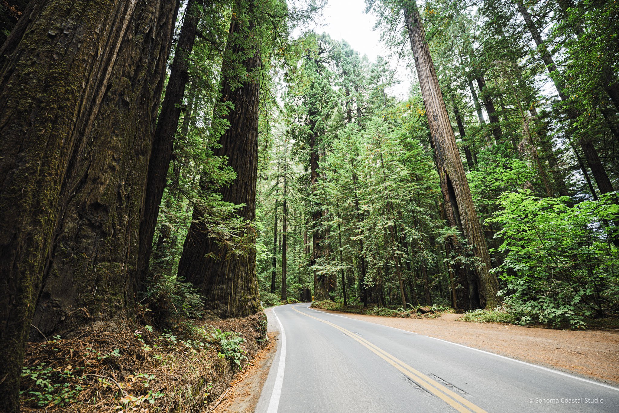 Into the Giants