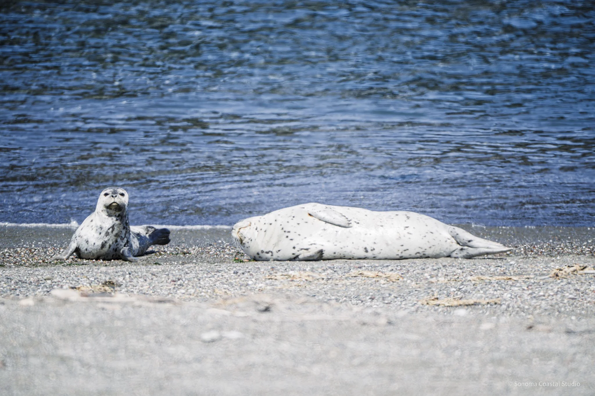Tide Nap