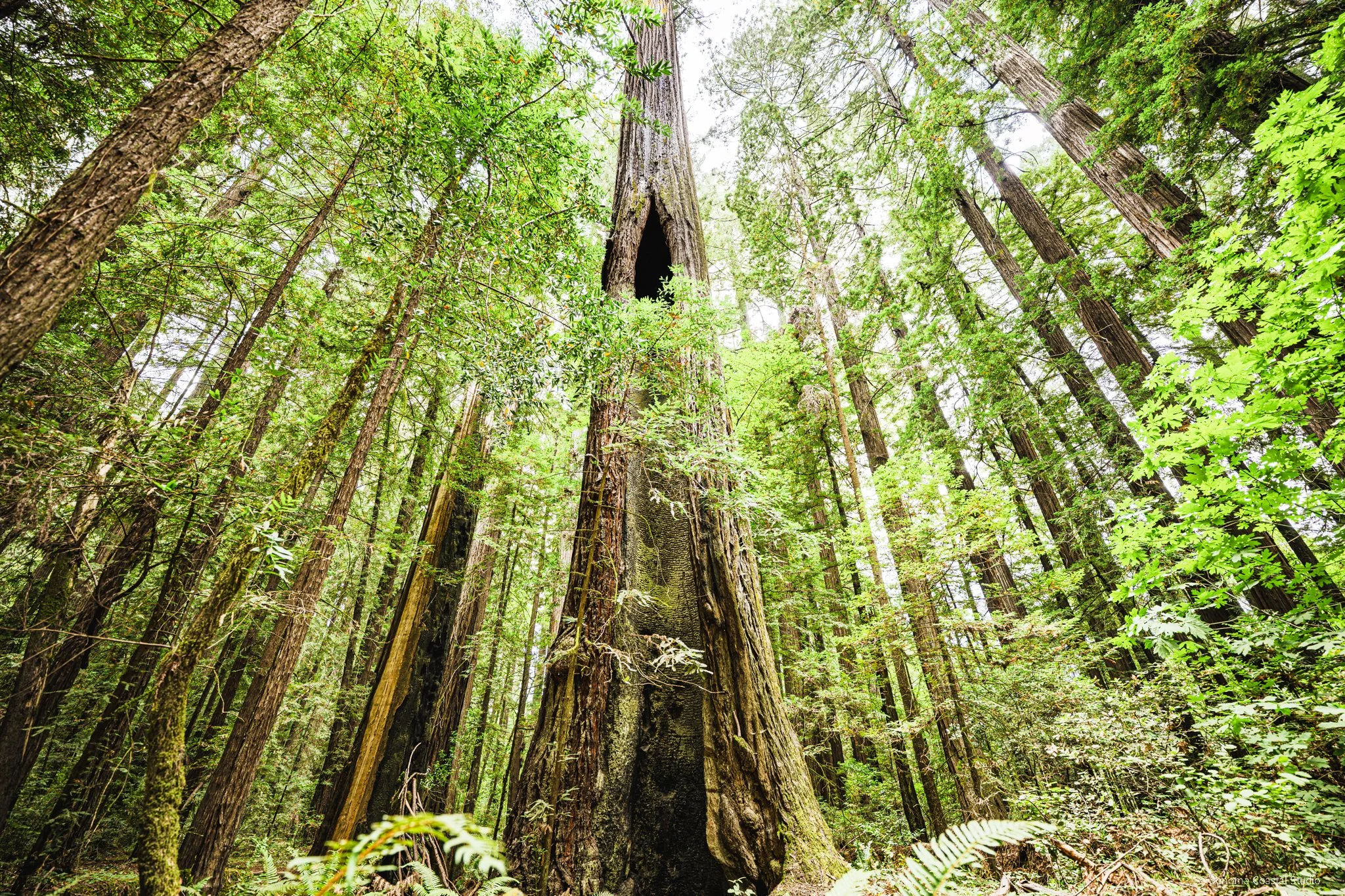 Cathedral Sentinels – Avenue of the Giants