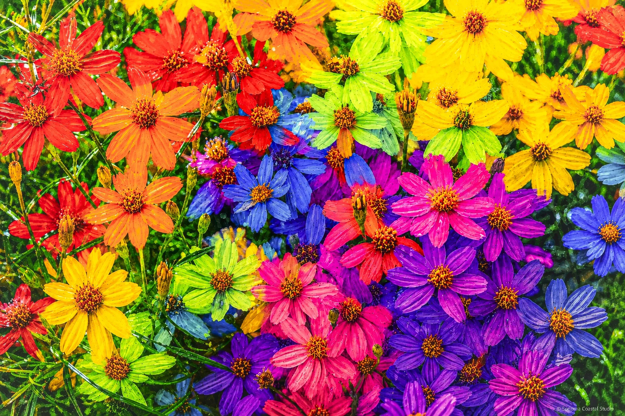 colorful flowers painting-Topaz-Gigapixel-2X.jpg