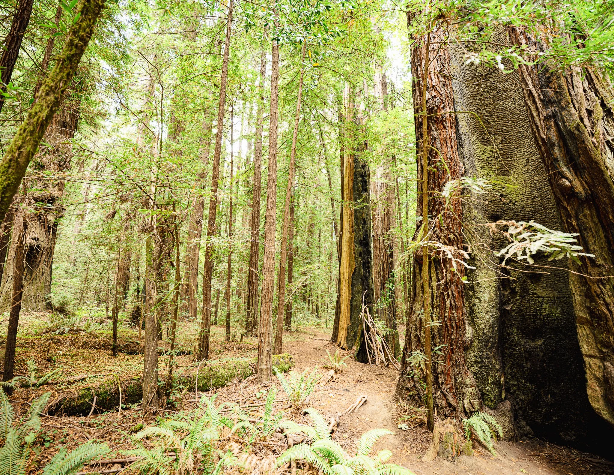 Redwood Sanctuary