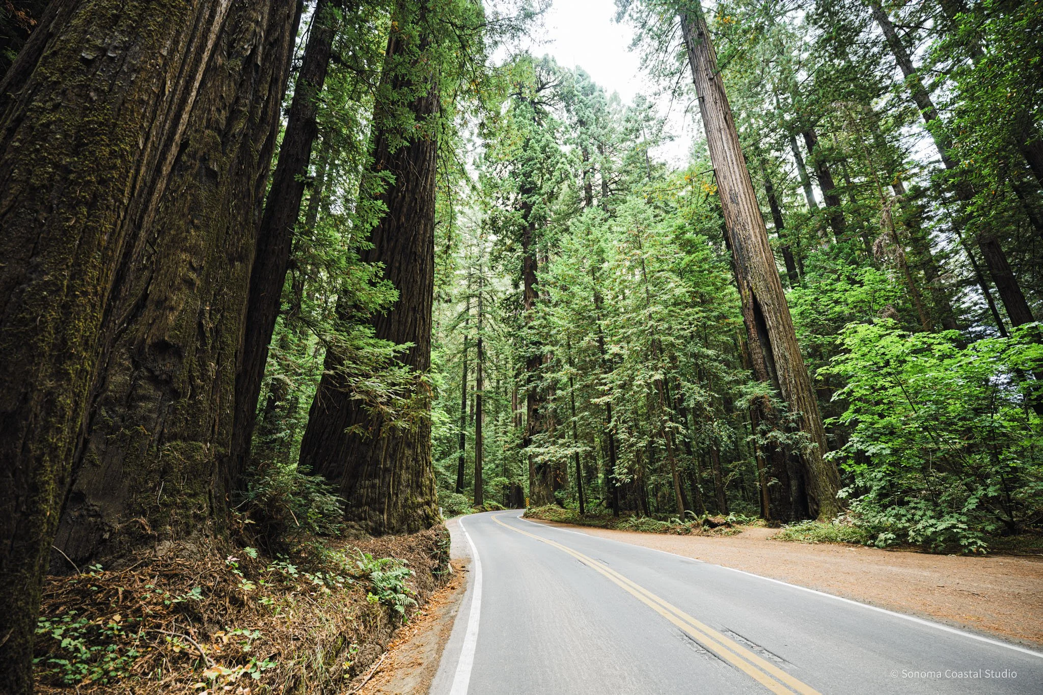 Into the Giants
