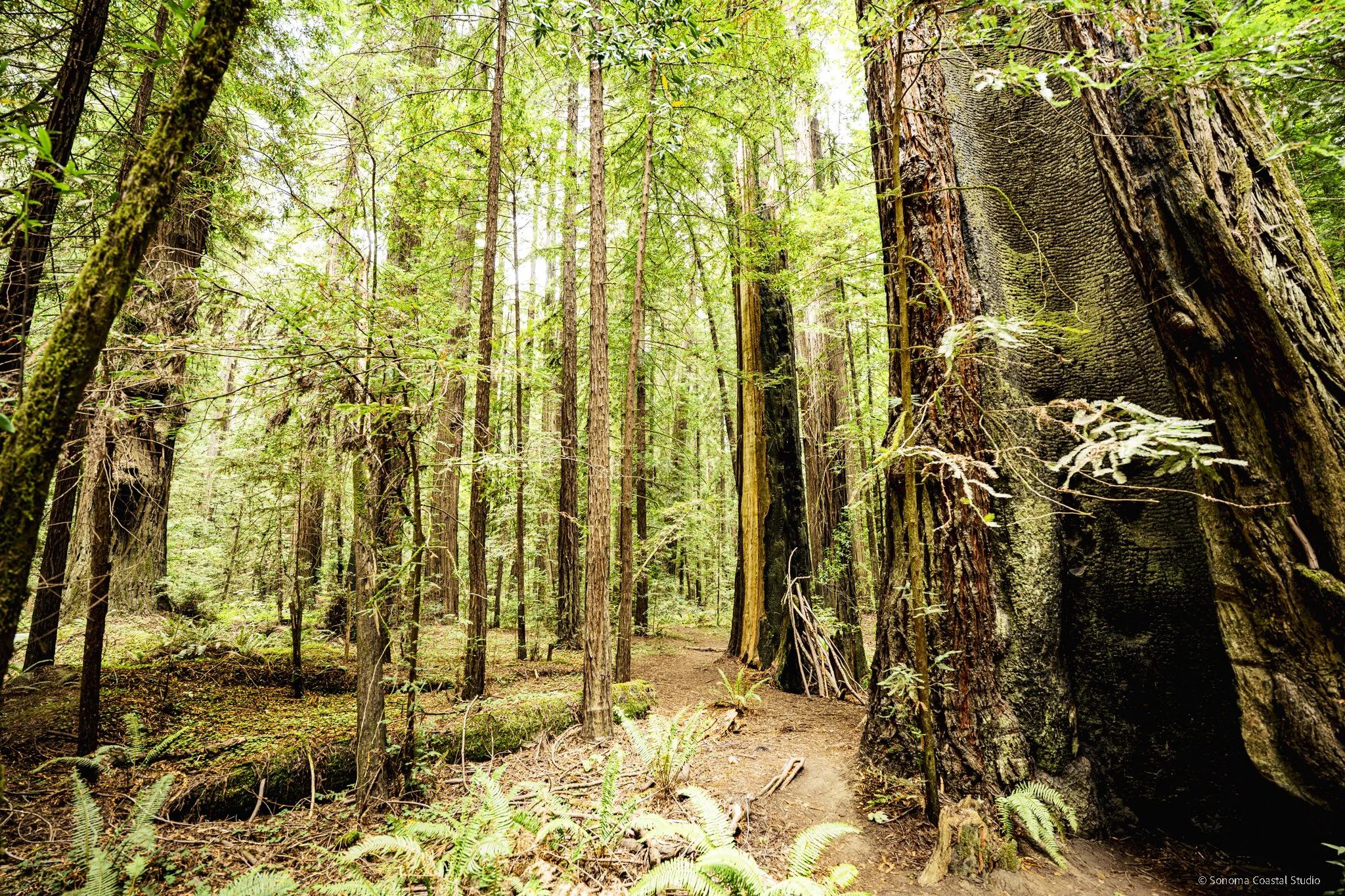 Redwood Sanctuary