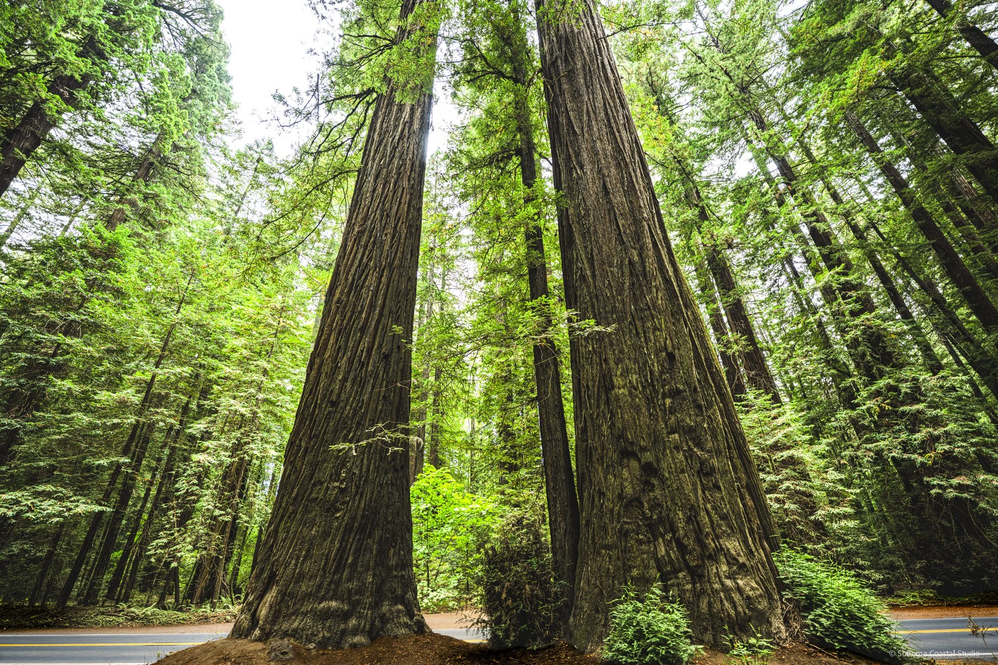 Guardians of the Grove