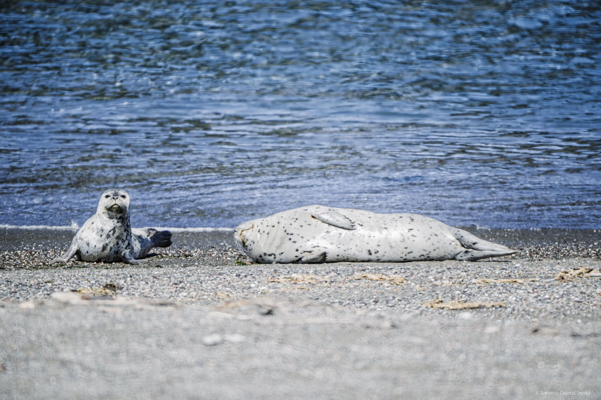 Tide Nap-1.jpg