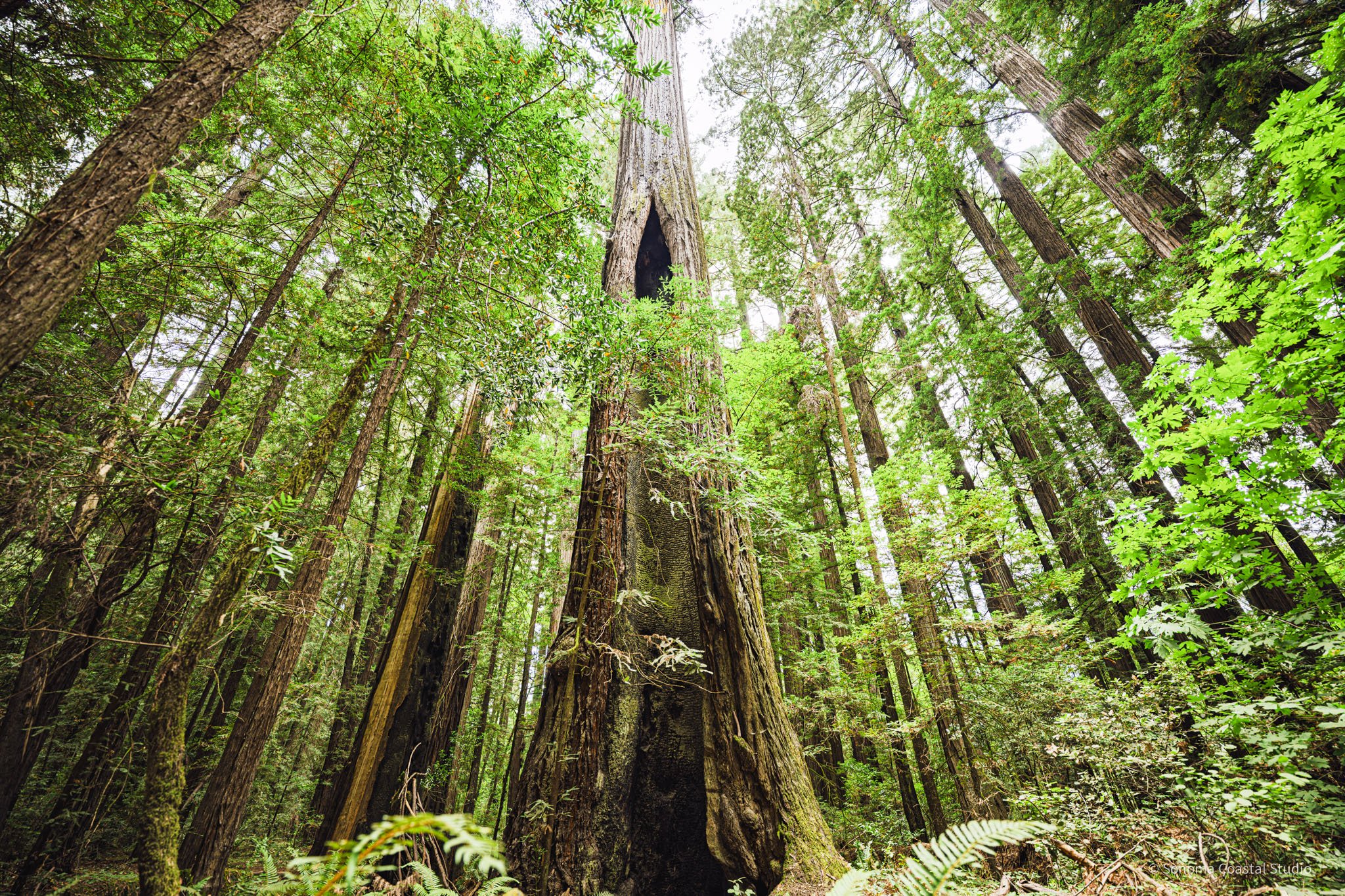 Cathedral Sentinels – Avenue of the Giants