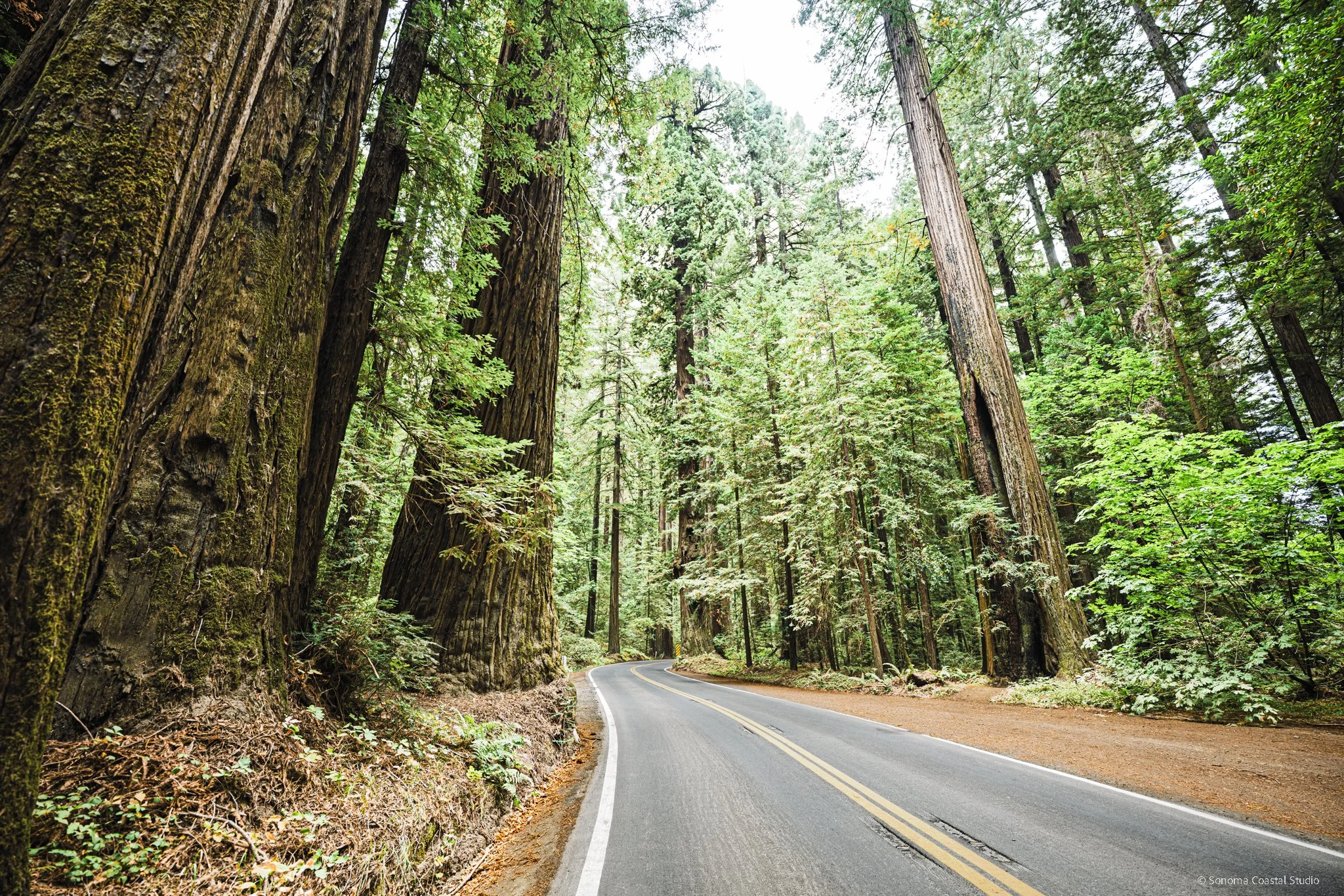 Into the Giants