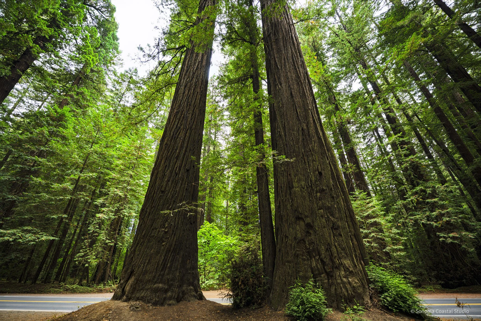 Guardians of the Grove