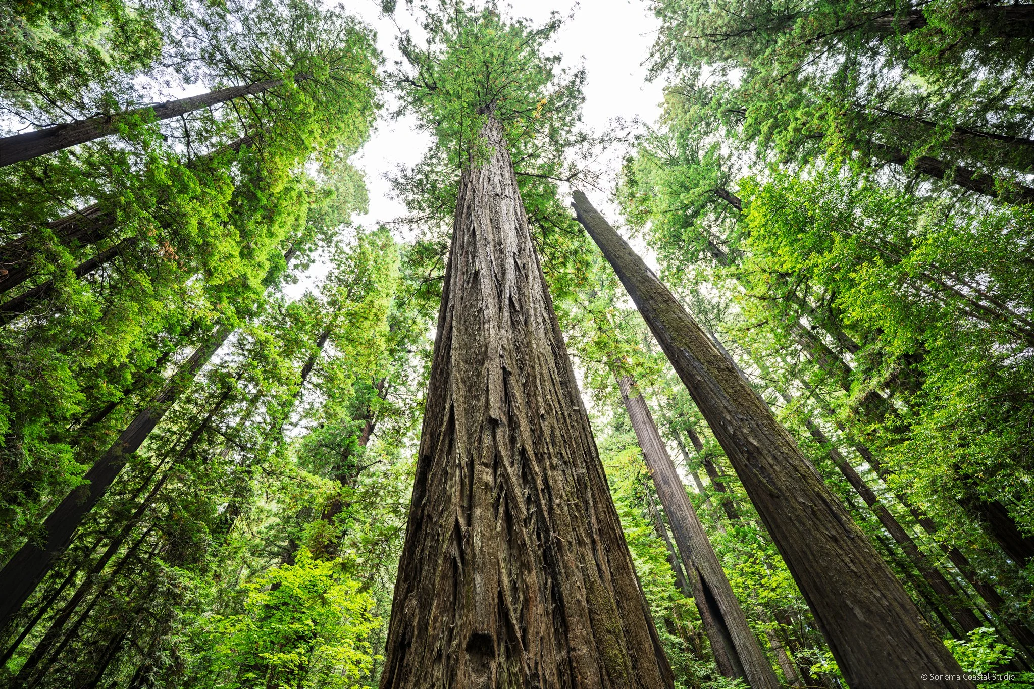 Giants Above
