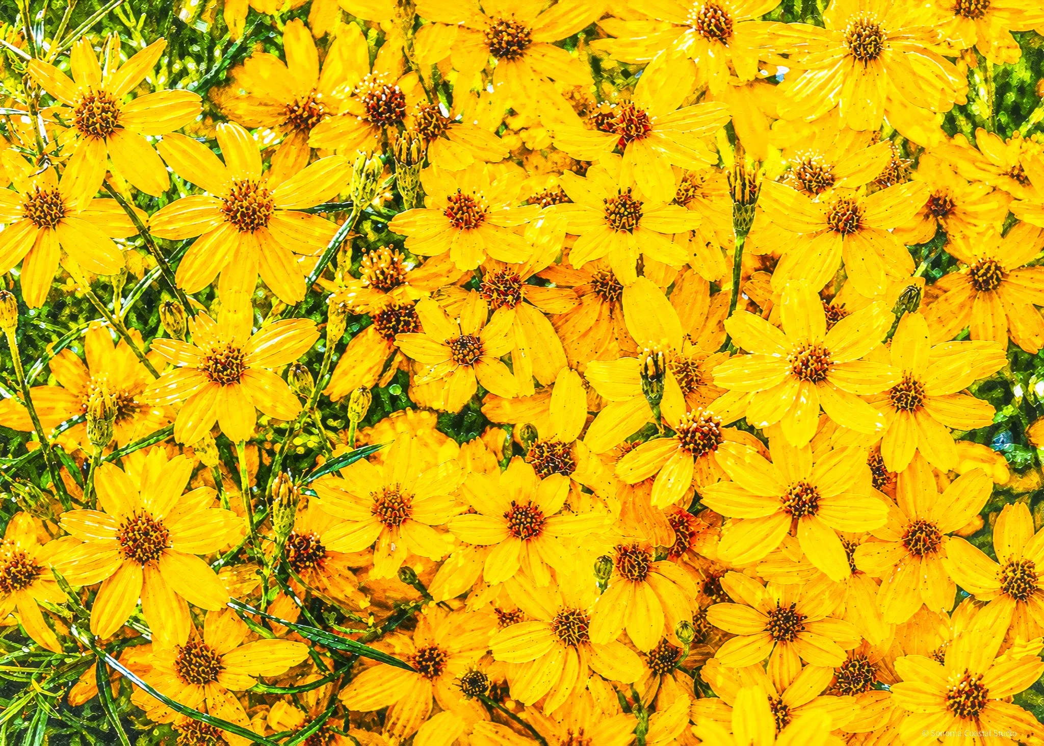 yellow flower painting-Topaz-Gigapixel-2X.jpg