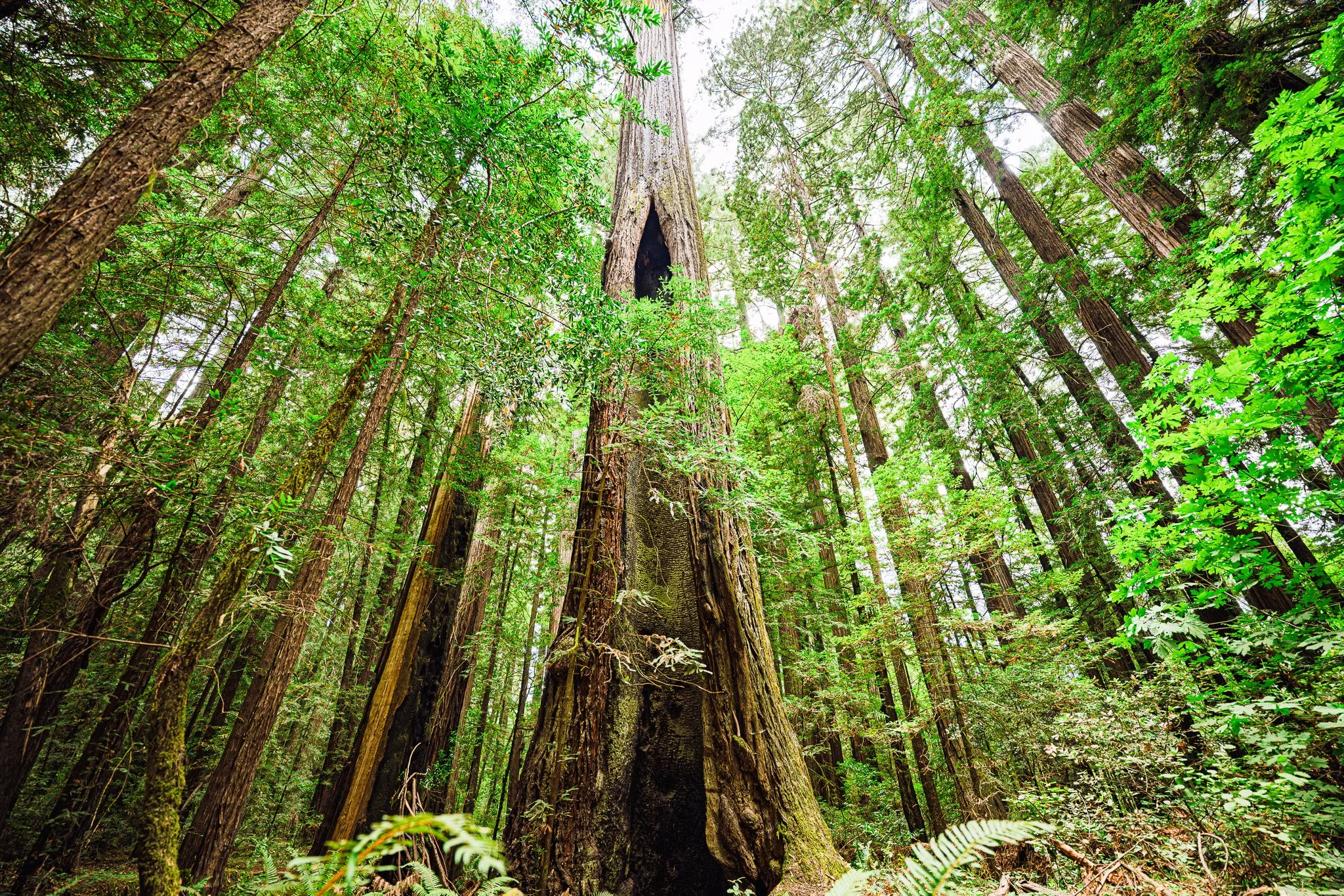 Cathedral Sentinels – Avenue of the Giants