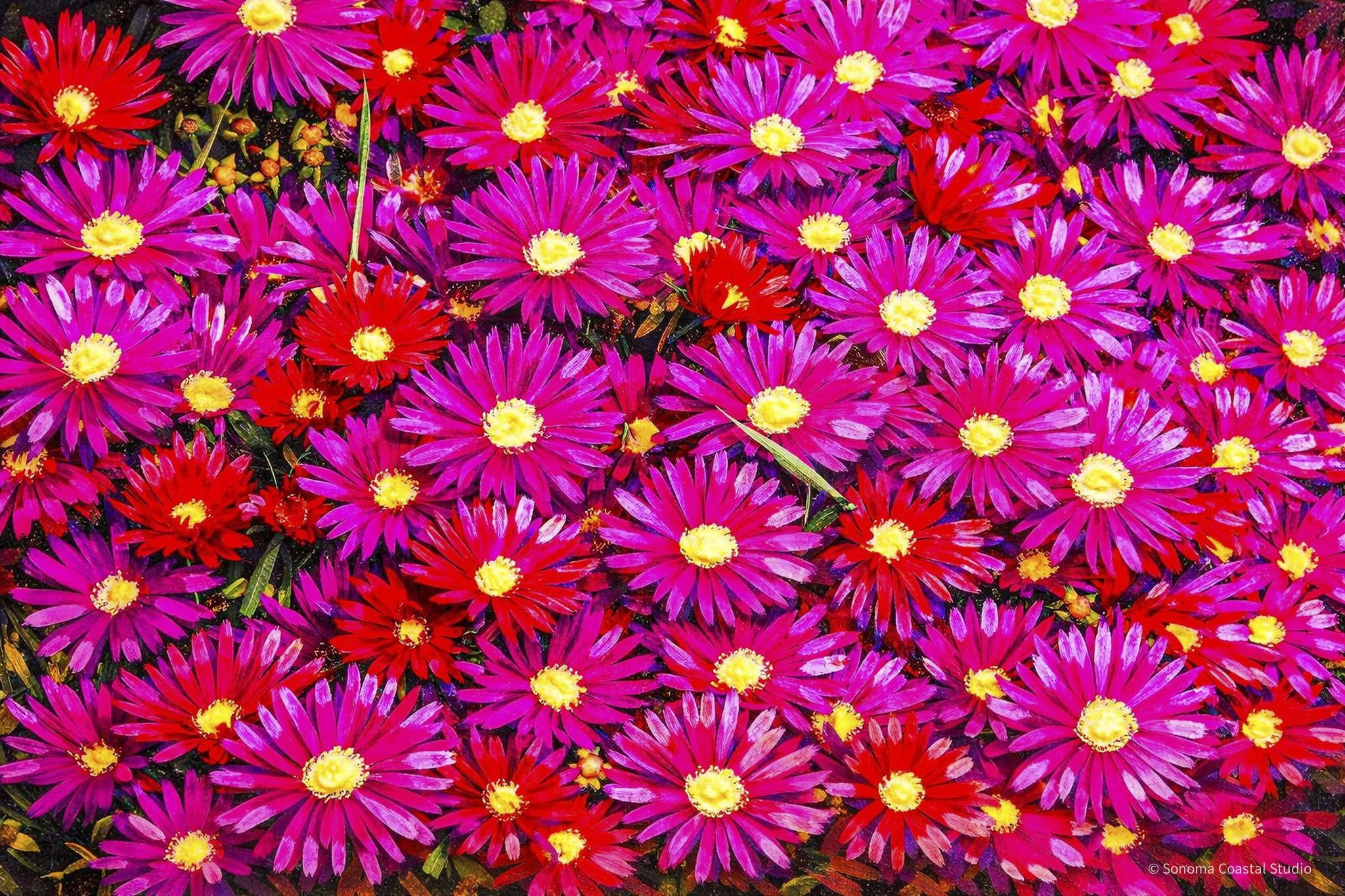 Field of Fire and Fuchsia - Painterly Edition