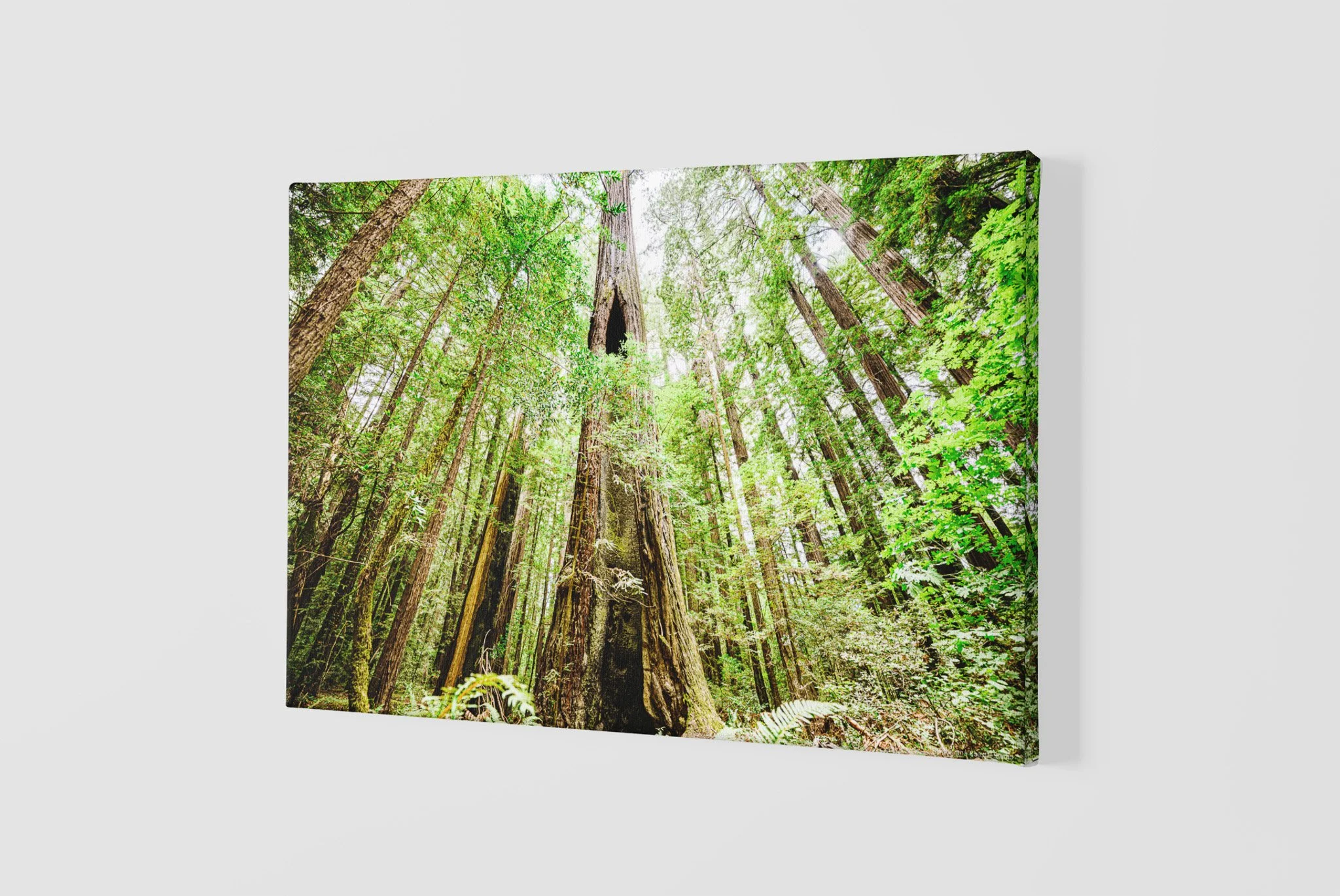 mockup-of-a-slightly-angled-canvas-2515-el1 - 2026-06-03T142520.977.jpg