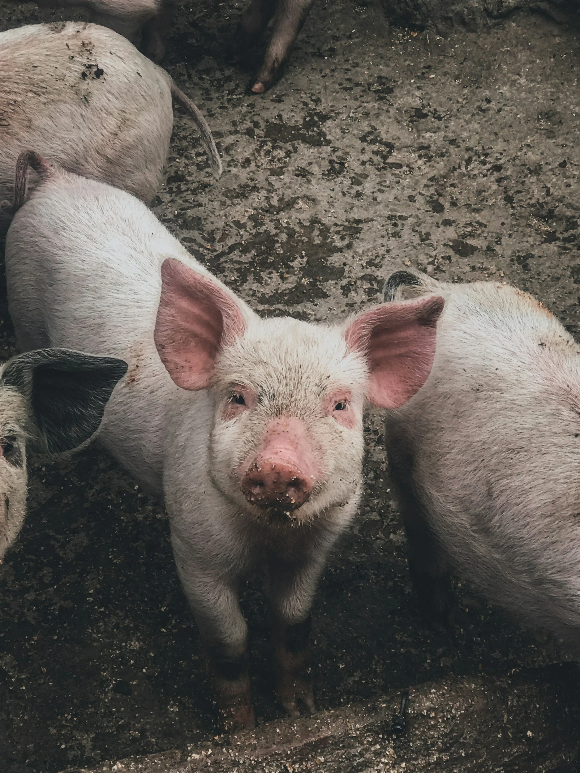A piglet with a dirty face and pink ears looking at the camera in a muddy pen.