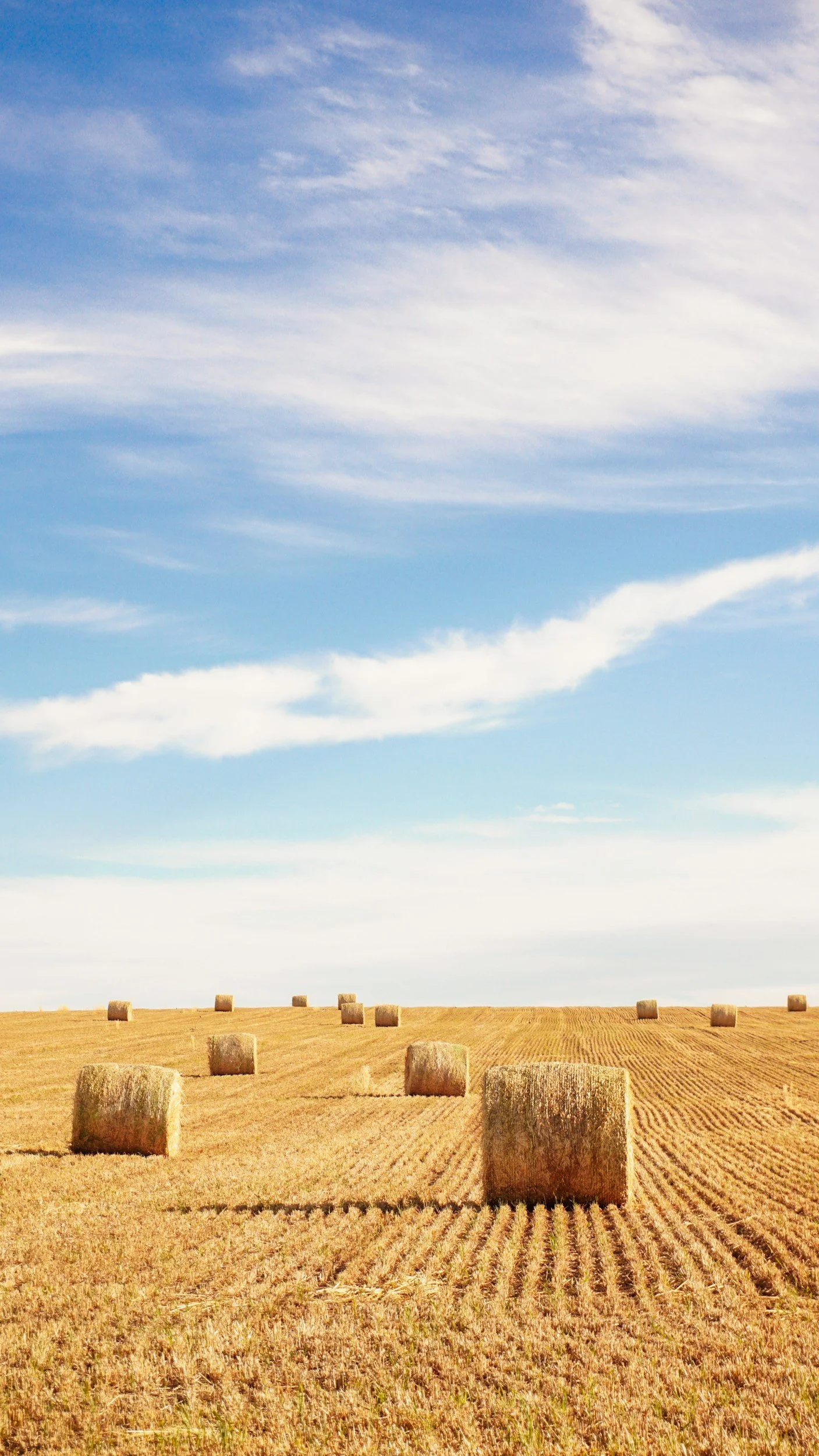 A field with hay bales and a blue sky with some clouds.