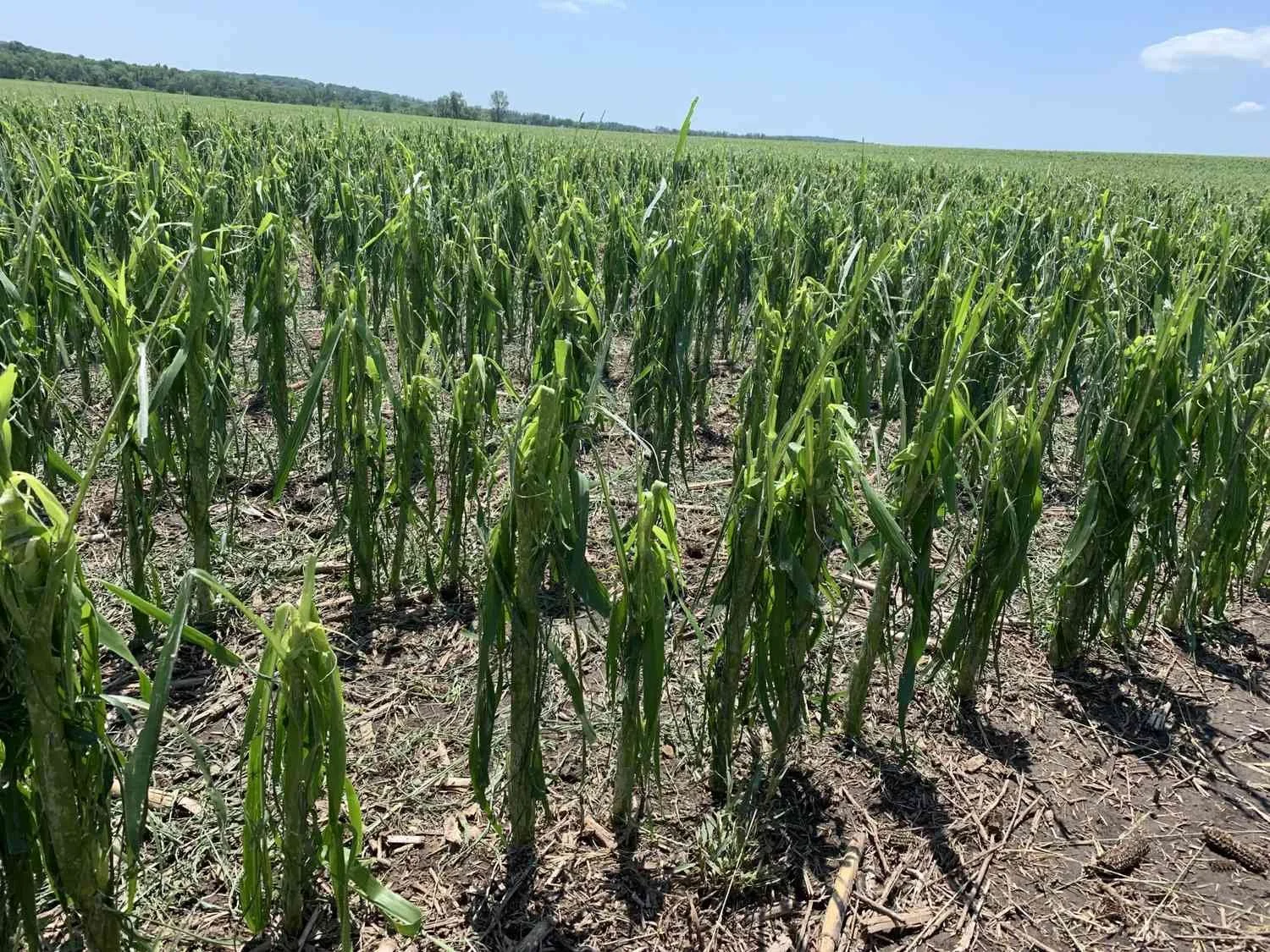 Green corn plants growing in a field under a blue sky with a few clouds.