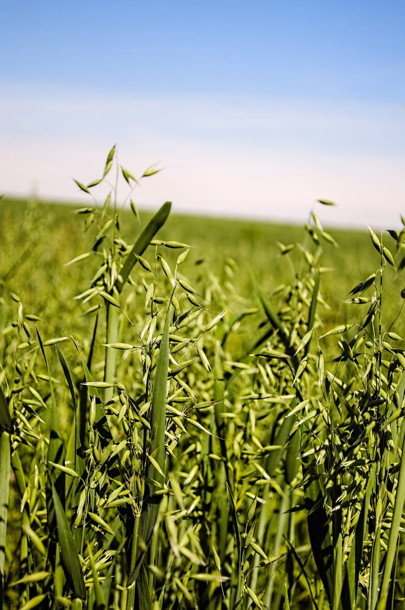 Close-up of green barley or wheat plants in a field under a clear blue sky.