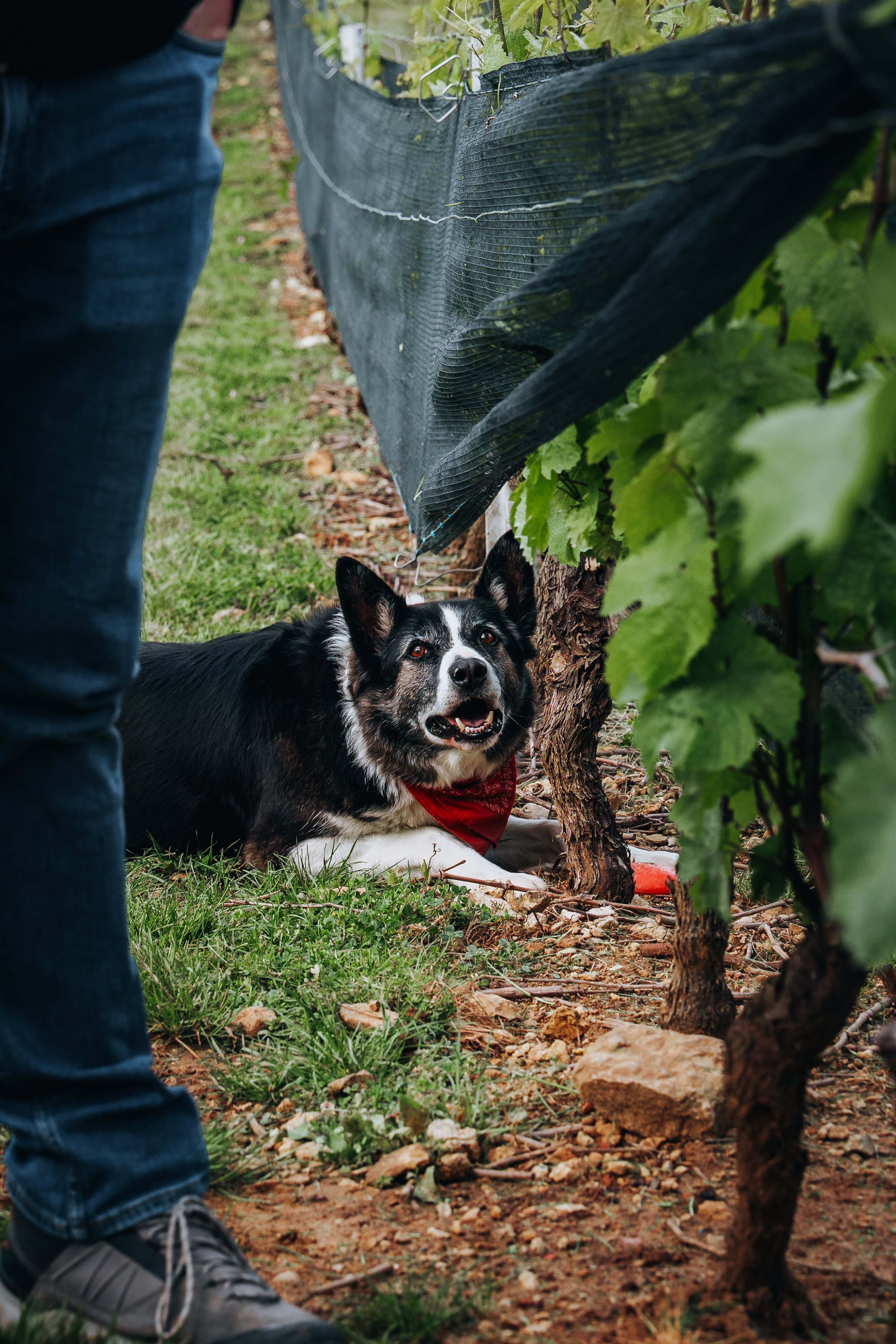 DSC04596.jpg