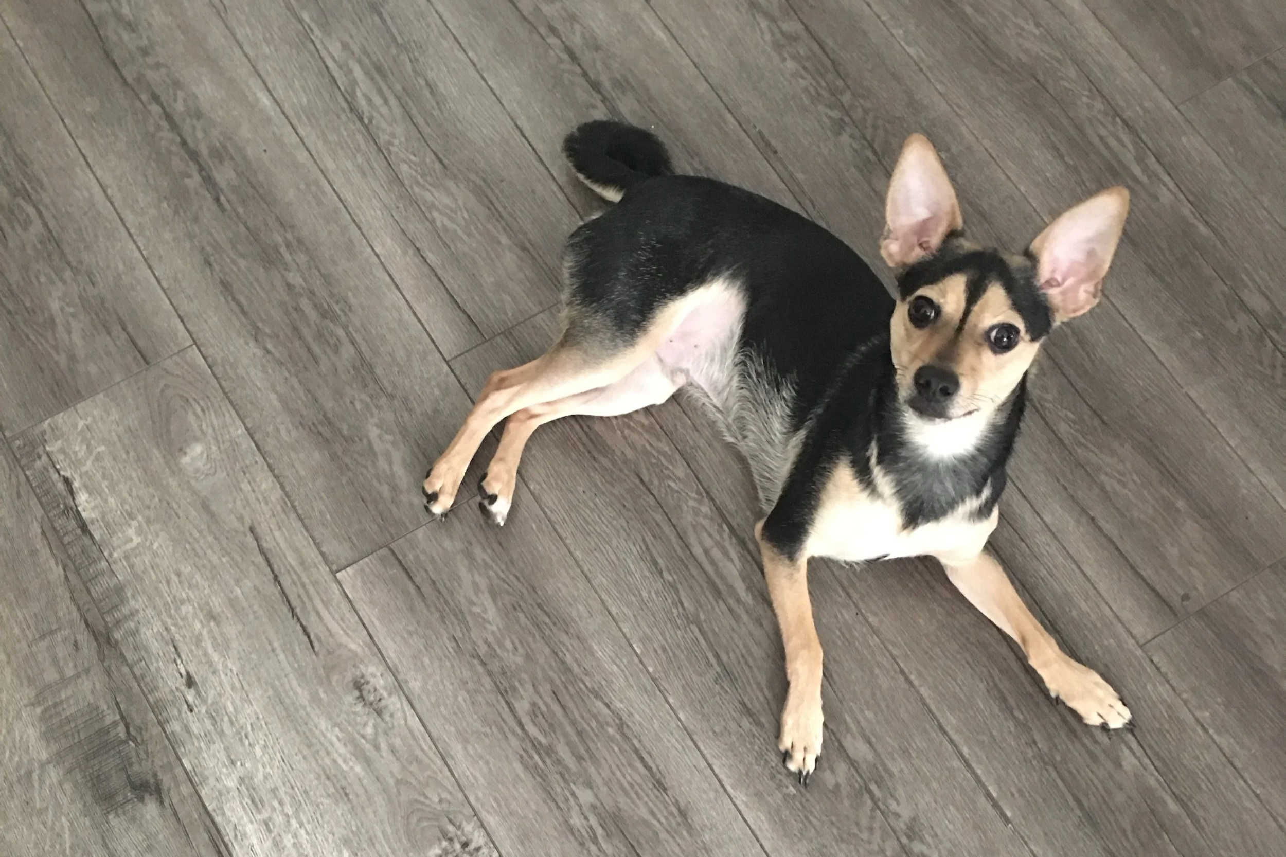 small dog laying on the floor