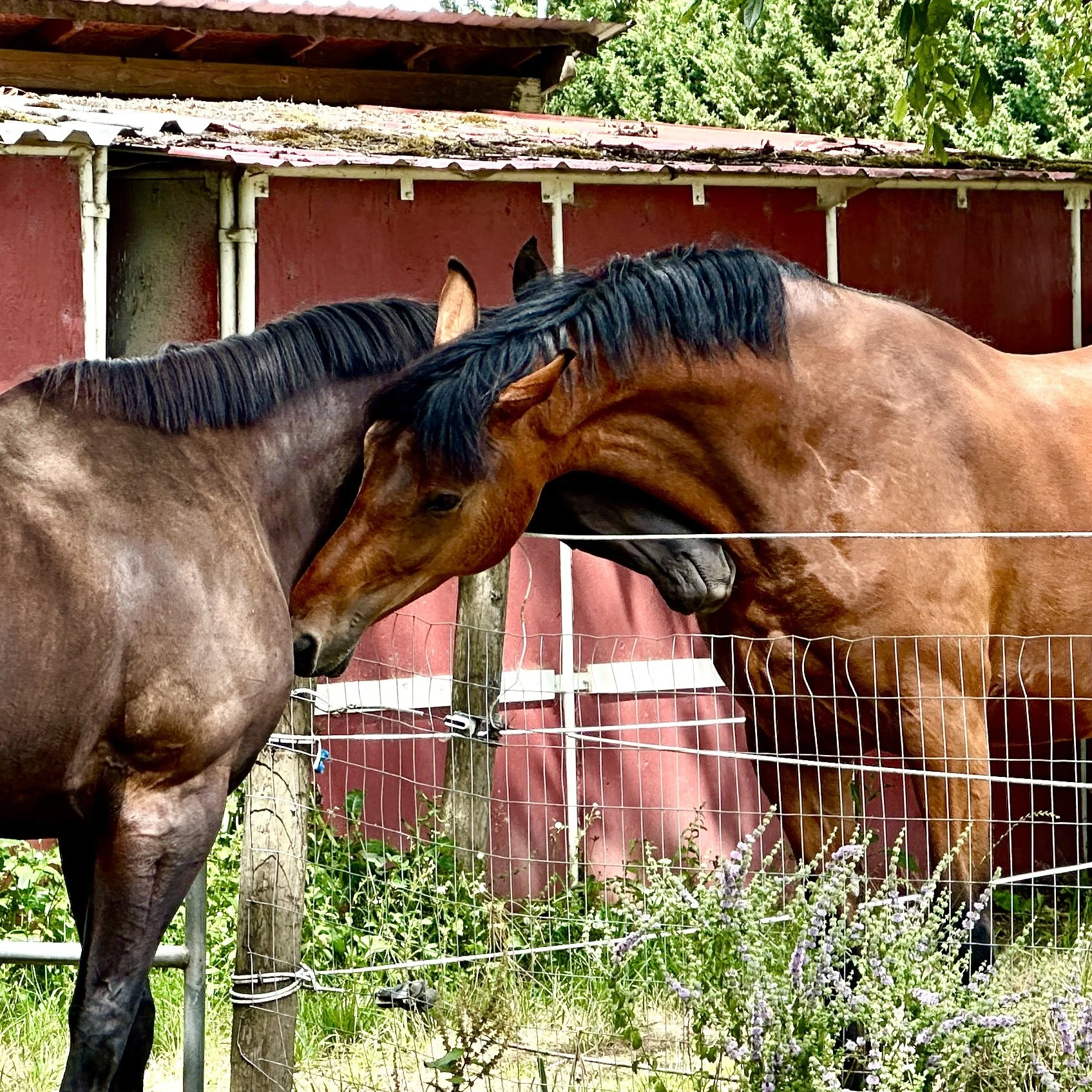 two horses playing with each other