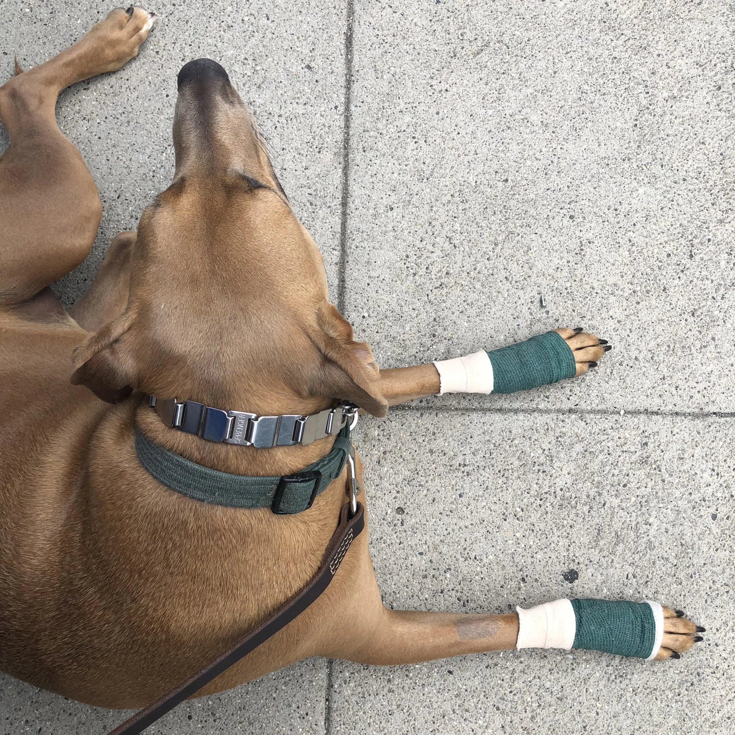 Post-Op Care Coach
