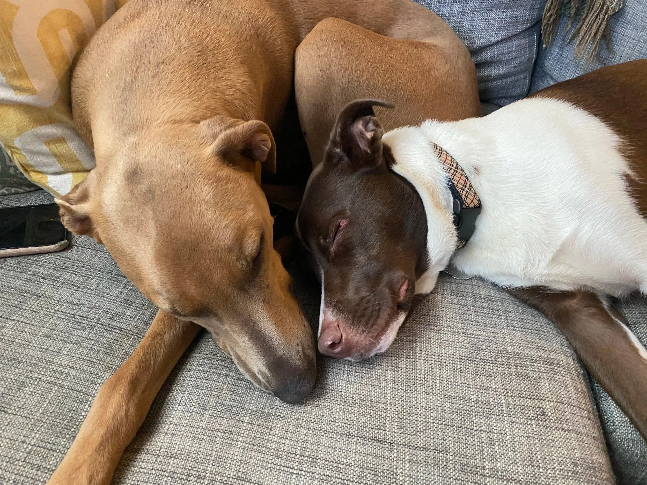 In-Home Overnight Pet Sitting